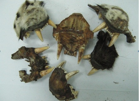 Răng nanh và răng hàm dính trong xương của Báo Bắc Mỹ. Răng nanh và răng hàm dính trong xương của Báo Bắc Mỹ