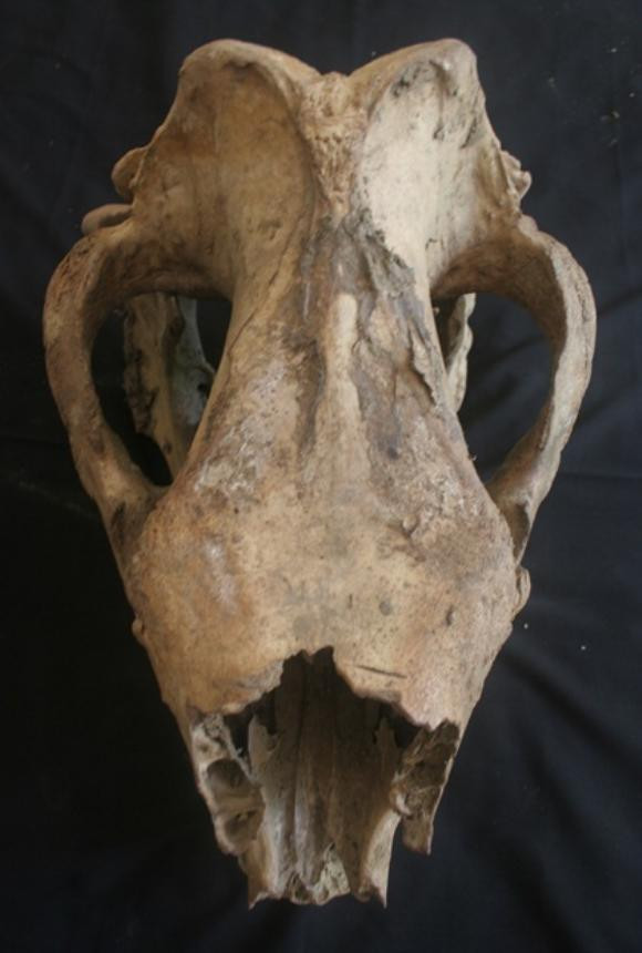 Đây là hộp sọ của tê giác, sừng đã bị lấy đi!. Đây là hộp sọ của tê giác, sừng đã bị lấy đi!