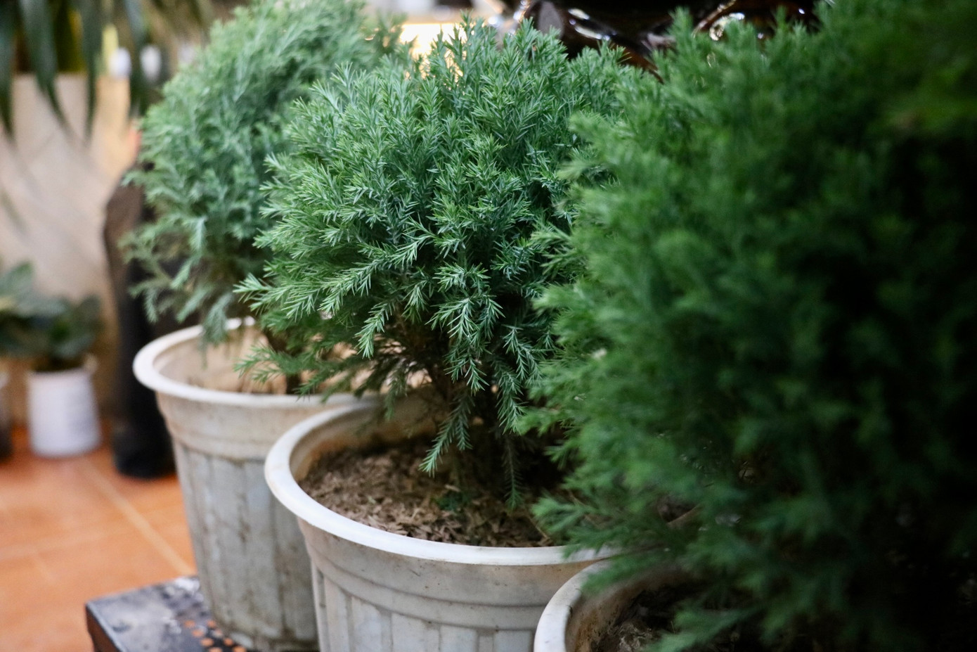 Bên cạnh tùng tươi, cây thông mini cũng được nhiều người lựa chọn. Với ưu điểm nhỏ gọn, có thể dễ dàng trang trí trong nhà, thông tươi mini được săn đón nhiều trong mùa Noel năm nay. Giá mỗi cây thông tươi mini dao động 200.000 - 700.000 đồng/cây chưa trang trí.