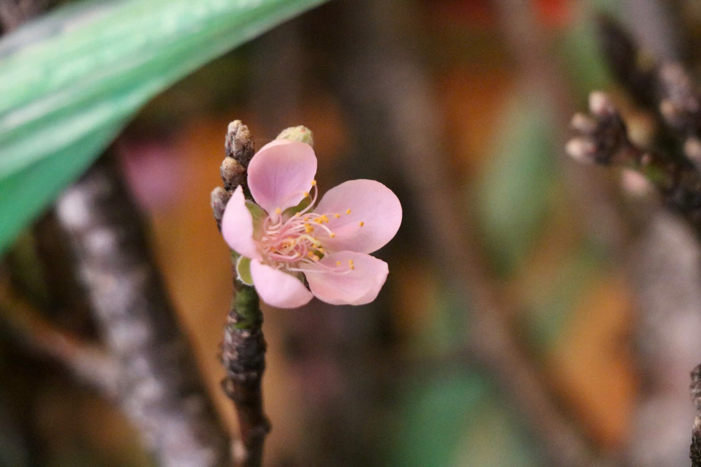 Cái thú chơi hoa sớm mang lại cho người chơi những trải nghiệm khác biệt so việc chơi hoa Tết đúng vụ. Trong không gian hiện đại của thành phố, hoa mận, hoa đào trở thành cầu nối mang hơi thở của núi rừng Tây Bắc đến với người dân thành thị, khiến mọi người cảm nhận rõ hơn vẻ đẹp và sự tinh tế của thiên nhiên Việt Nam. Cái thú chơi hoa sớm mang lại cho người chơi những trải nghiệm khác biệt so việc chơi hoa Tết đúng vụ. Trong không gian hiện đại của thành phố, hoa mận, hoa đào trở thành cầu nối mang hơi thở của núi rừng Tây Bắc đến với người dân thành thị, khiến mọi người cảm nhận rõ hơn vẻ đẹp và sự tinh tế của thiên nhiên Việt Nam.