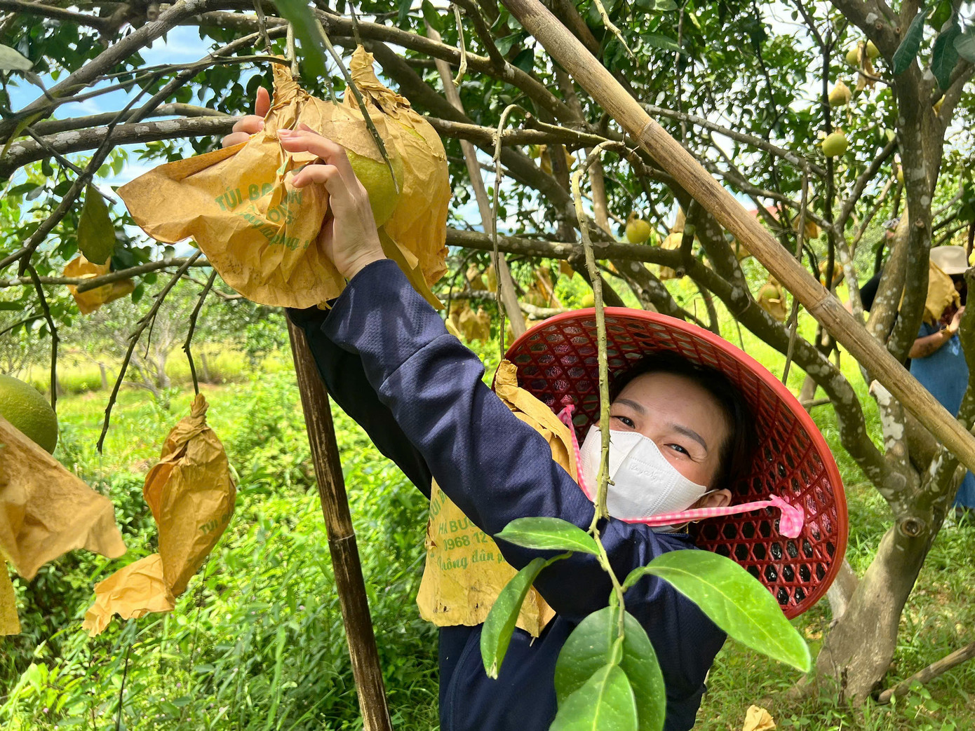 Phòng NN-PTNT huyện Hương Khê cho biết từ cuối tháng 8, người dân trên địa bàn huyện đã bắt đầu vào vụ thu hoạch bưởi Phúc Trạch. Nhờ quy trình chăm sóc cây đặc biệt, bưởi năm nay đạt chất lượng tốt. Năm nay ước tính tổng sản lượng bưởi toàn huyện đạt gần 23.000 tấn, thu về khoảng 550 - 600 tỷ đồng.