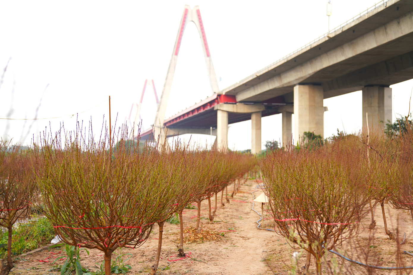 Hiện nay, ngoài việc bán cành đào, gốc đào, các chủ vườn cho biết cũng có dịch vụ cho thuê đào chơi Tết nếu người dân có nhu cầu.