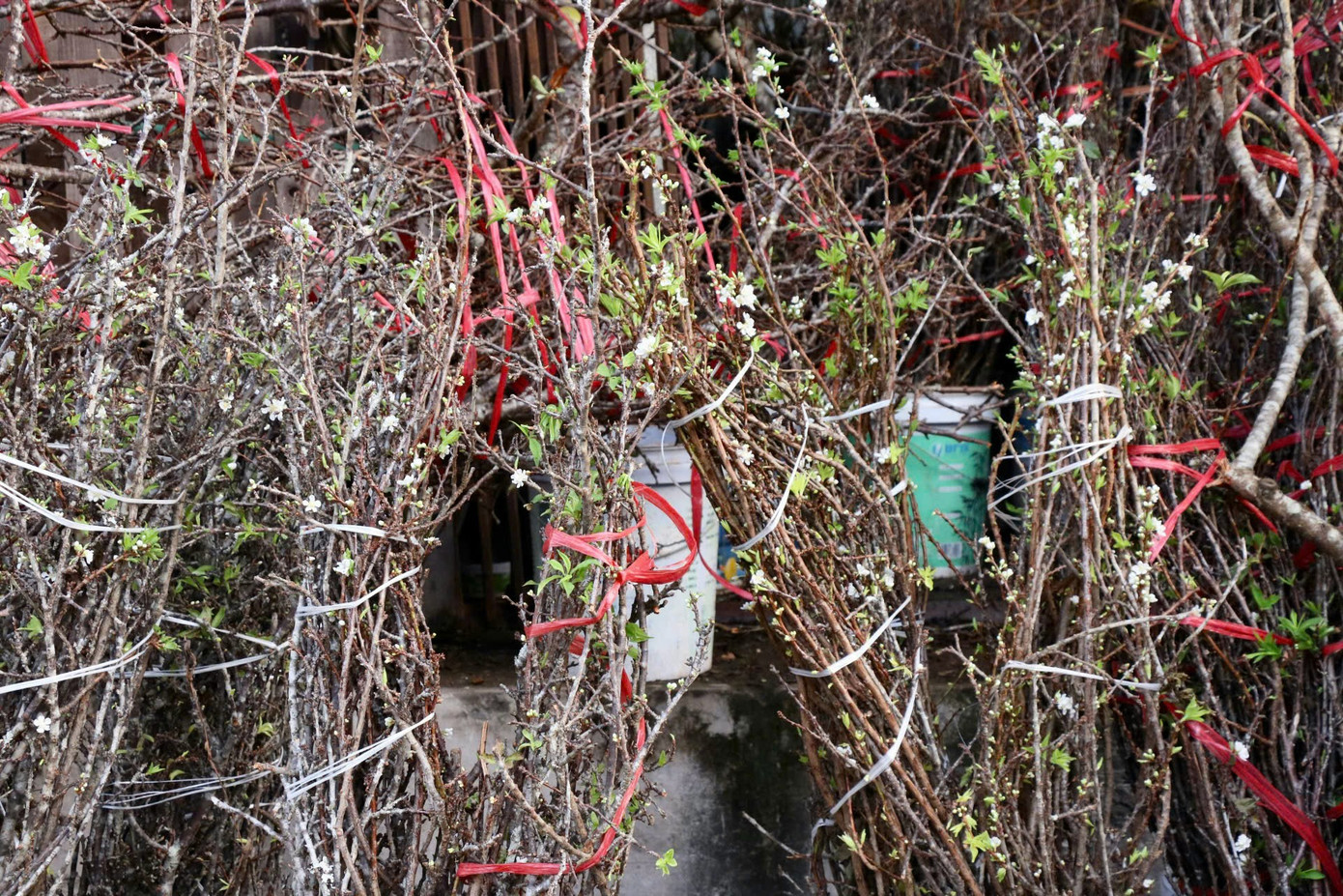 Một tiểu thương tại chợ hoa Quảng An cho biết: "Hoa mận mang vẻ đẹp của núi rừng Tây Bắc. Mặc dù là hệ hoa chơi cành nhưng chỉ cần chăm sóc, phun sương và cho thêm chút dinh dưỡng vào nước cắm hoa thì nụ hoa sẽ "bật" rất nhanh. Hoa mận chơi được lâu, có thể chơi từ 1 - 2 tháng, giá cả hợp lý lại dễ chăm sóc nên nhiều khách rất yêu thích". Một tiểu thương tại chợ hoa Quảng An cho biết: "Hoa mận mang vẻ đẹp của núi rừng Tây Bắc. Mặc dù là hệ hoa chơi cành nhưng chỉ cần chăm sóc, phun sương và cho thêm chút dinh dưỡng vào nước cắm hoa thì nụ hoa sẽ "bật" rất nhanh. Hoa mận chơi được lâu, có thể chơi từ 1 - 2 tháng, giá cả hợp lý lại dễ chăm sóc nên nhiều khách rất yêu thích".