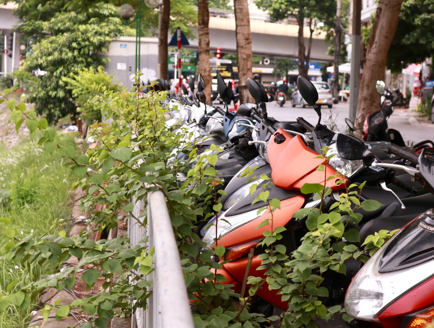 Những cây hoa giấy khốn khổ "ngắc ngoải " giữa một rừng xe.