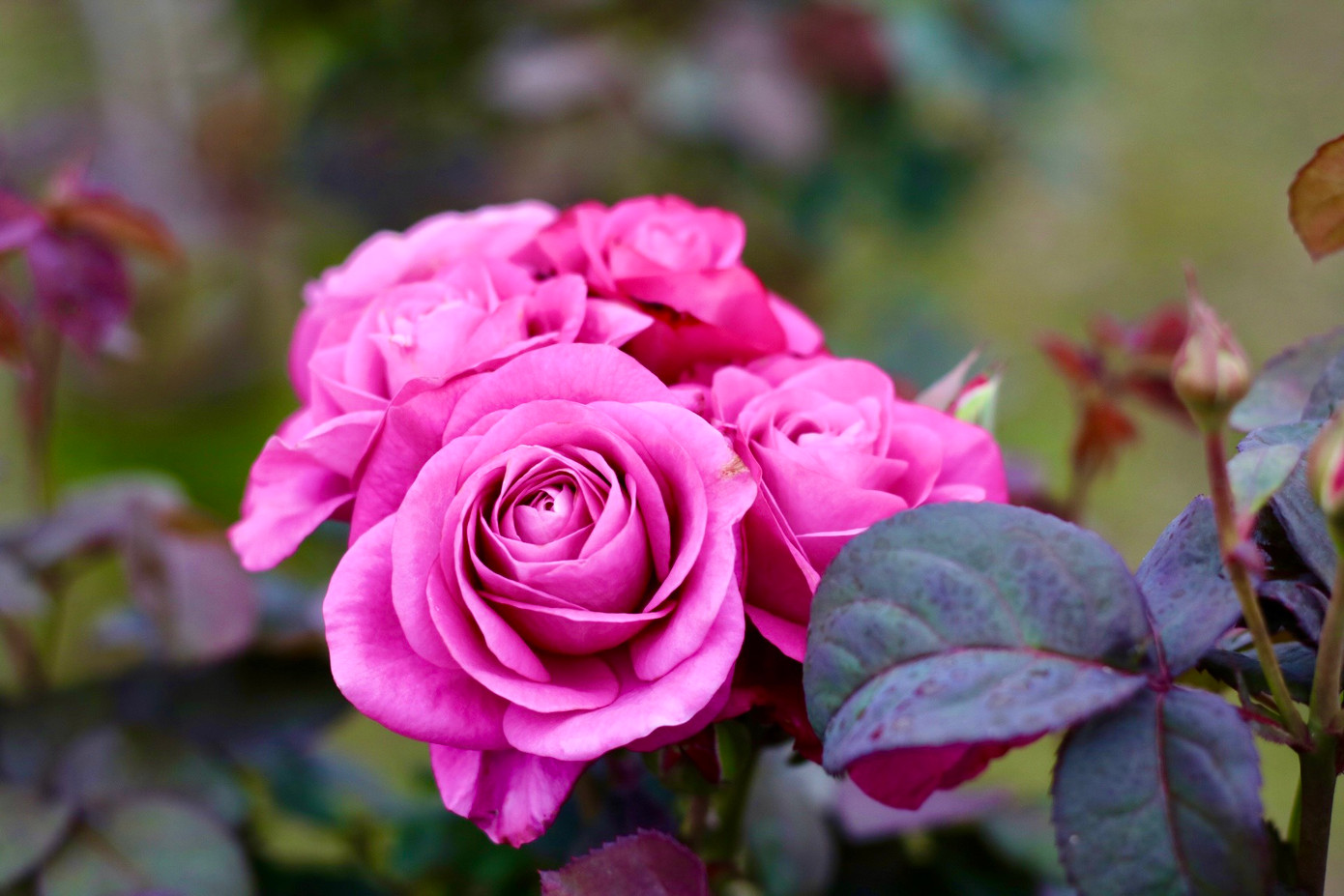 Hoa hồng tại làng hoa Mê Linh được trồng với đa dạng chủng loại để có thể đáp ứng cho nhu cầu chơi hoa ngày càng phong phú của người dân. Hoa hồng tại làng hoa Mê Linh được trồng với đa dạng chủng loại để có thể đáp ứng cho nhu cầu chơi hoa ngày càng phong phú của người dân.