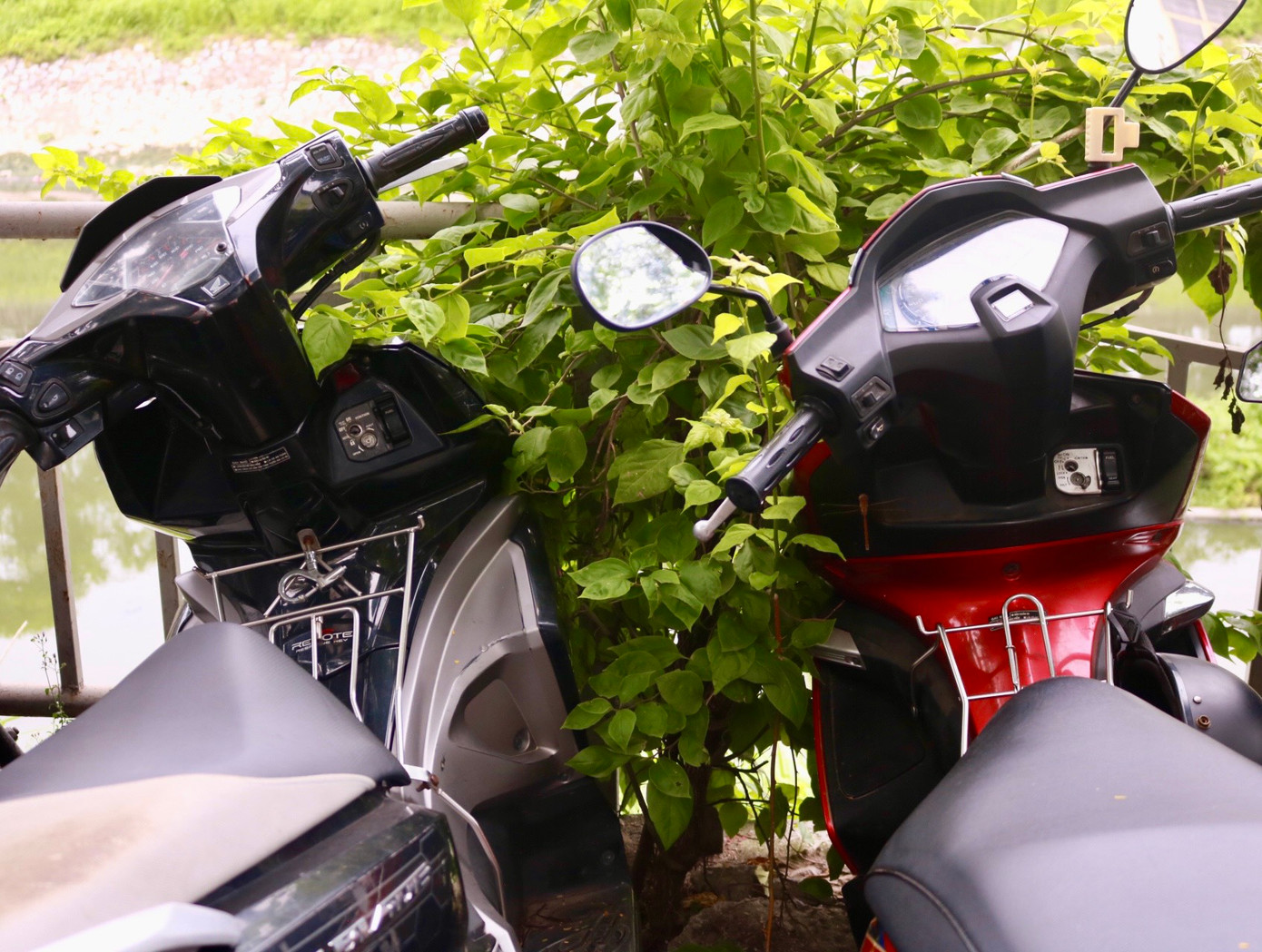 Những cây hoa giấy khốn khổ "ngắc ngoải " giữa một rừng xe.