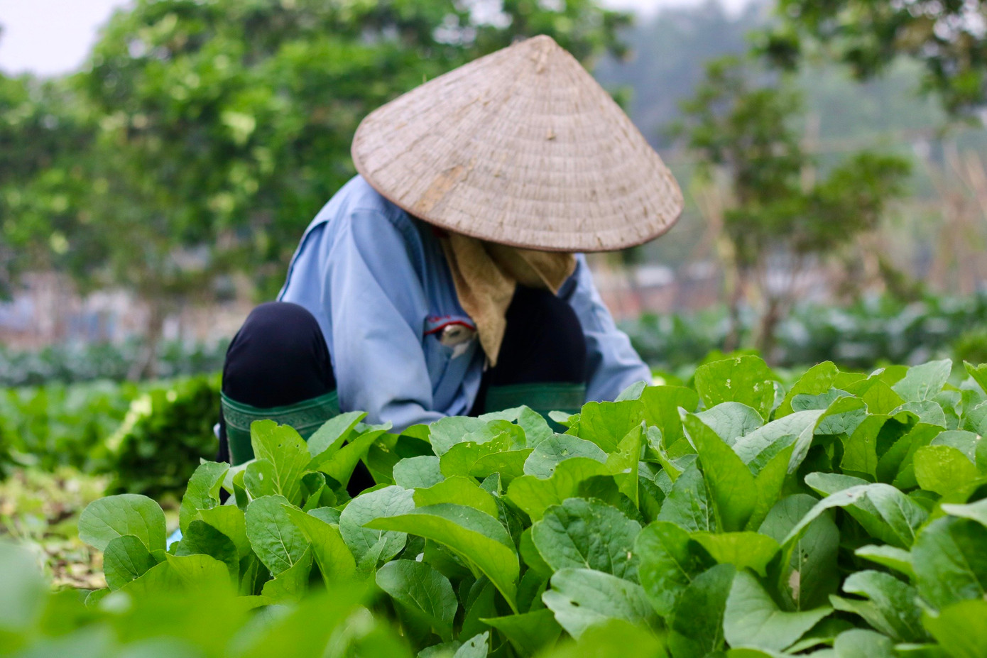 Bà con nhanh tay thu hoạch lứa rau cải ngọt đến độ mơn mởn được gieo trước tết. Bà con nhanh tay thu hoạch lứa rau cải ngọt đến độ mơn mởn được gieo trước tết.