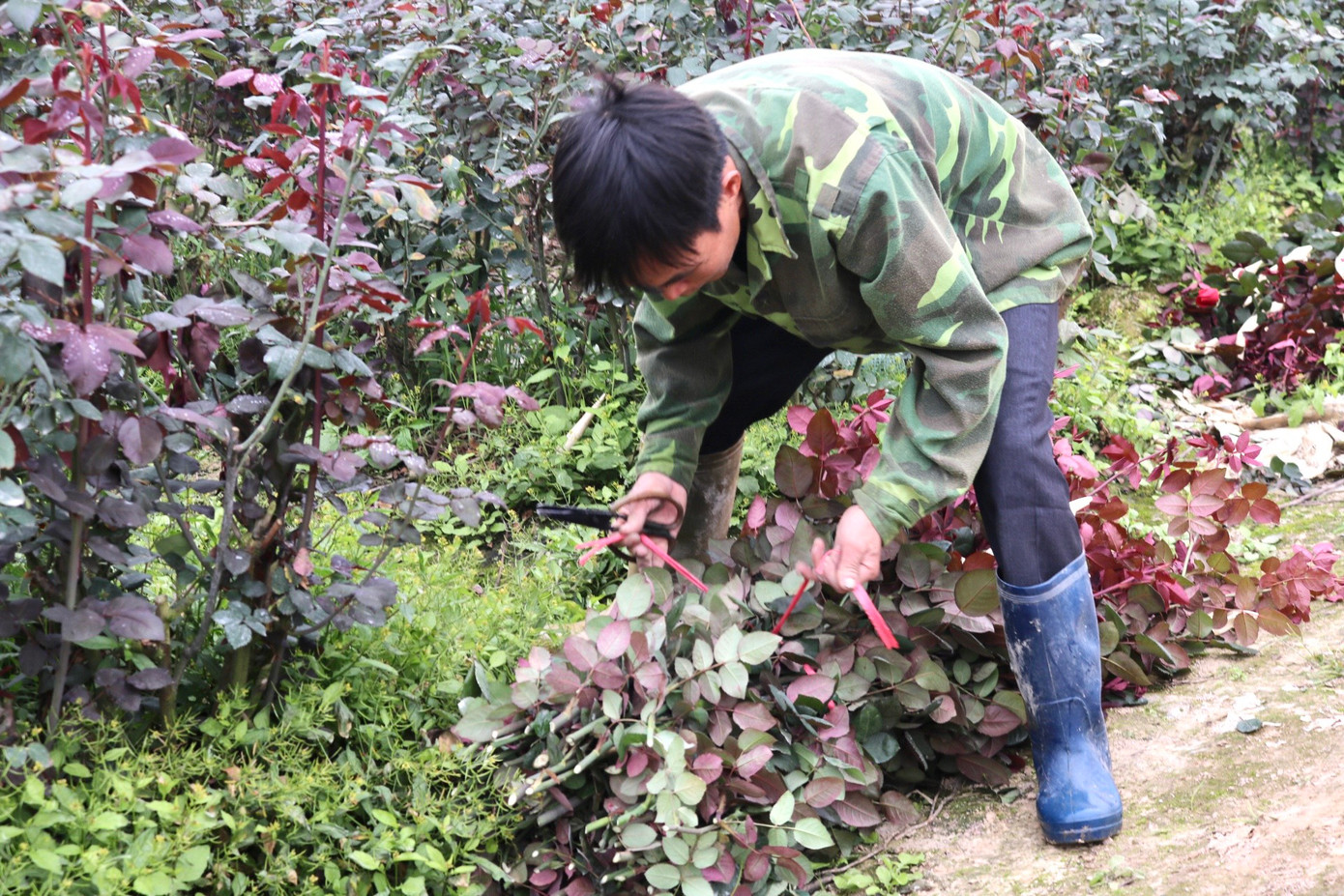 Anh Đinh Quốc Cường (người trồng hoa tại Mê Linh) cho biết: "Năm nay thời tiết khá thuận lợi cho cây phát triển tuy nhiên đợt Tết vừa rồi cây cho ra nhiều hoa và xong đợt đó thì hoa 'mất lực' nảy nụ ít thành ra dịp 8/3 này không có nhiều để thu hoạch. Mỗi lần thu hoạch chỉ được 1-2 bó, so với tầm giờ năm trước thì sản lượng đợt này chỉ bằng một nửa". Anh Đinh Quốc Cường (người trồng hoa tại Mê Linh) cho biết: "Năm nay thời tiết khá thuận lợi cho cây phát triển tuy nhiên đợt Tết vừa rồi cây cho ra nhiều hoa và xong đợt đó thì hoa 'mất lực' nảy nụ ít thành ra dịp 8/3 này không có nhiều để thu hoạch. Mỗi lần thu hoạch chỉ được 1-2 bó, so với tầm giờ năm trước thì sản lượng đợt này chỉ bằng một nửa".