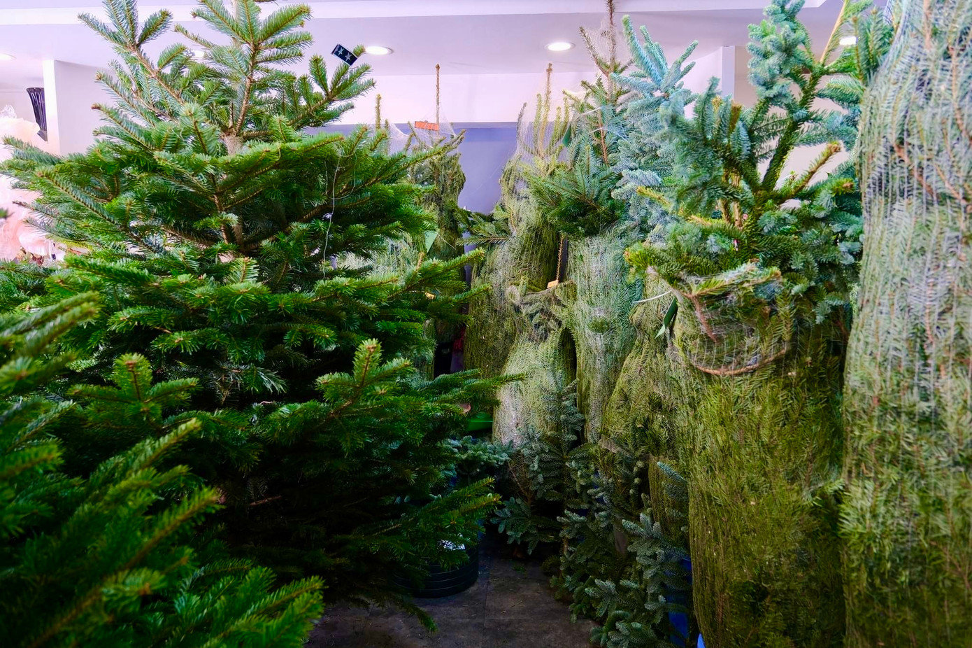 Thông tươi nhập khẩu kích thước lớn được bán với giá hàng chục triệu đồng.