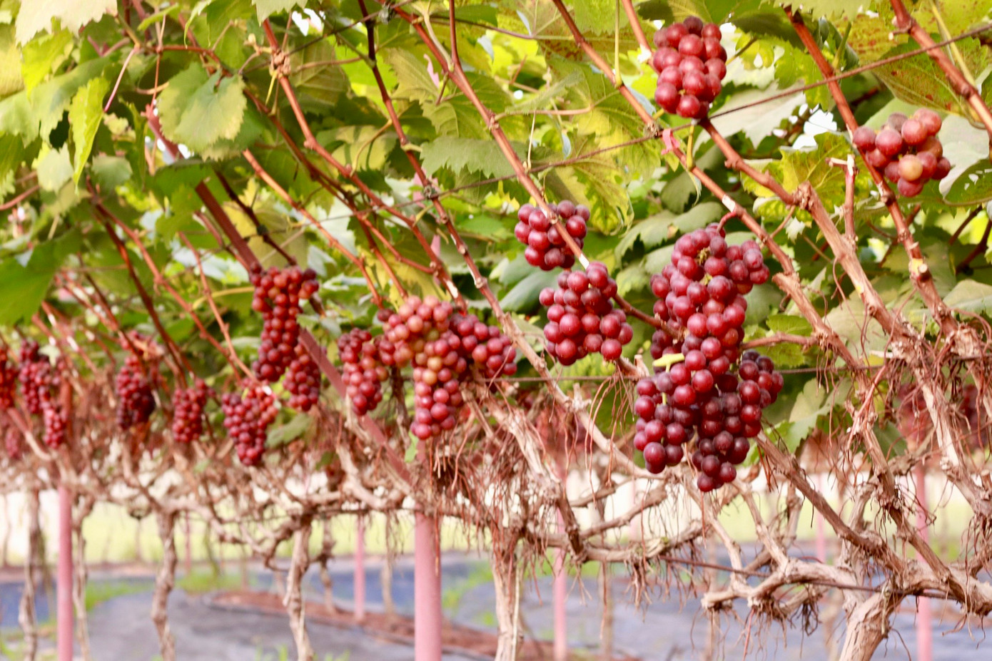 Theo chủ một vườn nho, những chùm nho càng có màu đậm càng có vị ngọt. Đặc điểm của loại nho hạ đen này khi ăn có mùi thơm như kẹo, vị ngọt và vỏ quả hơi có vị chát nhẹ.