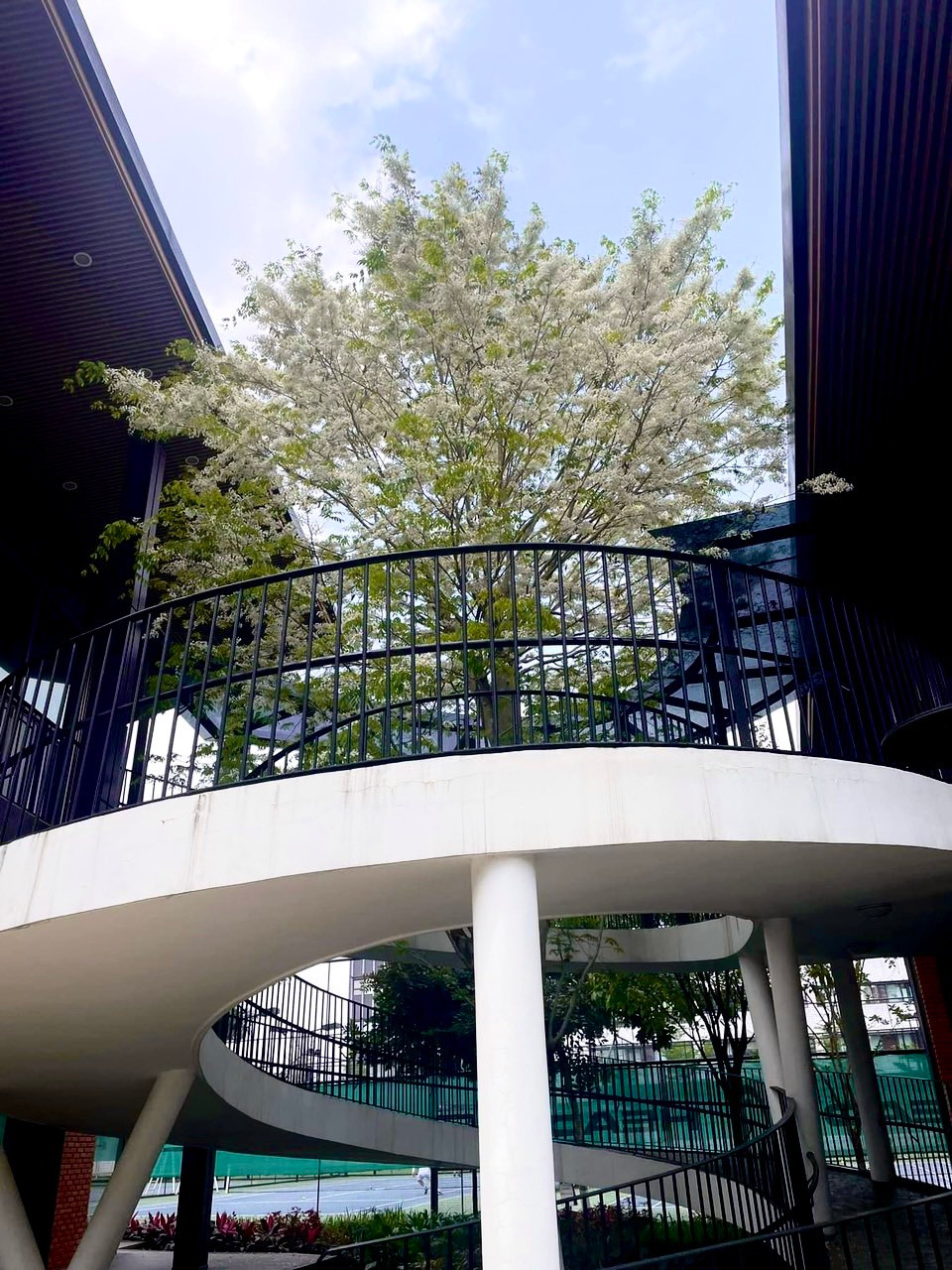 Nếu như hoa sưa Hội An rực vàng như nắng mùa hạ, hoa sưa Hà Nội lại dìu dịu như tuyết ngày đông.