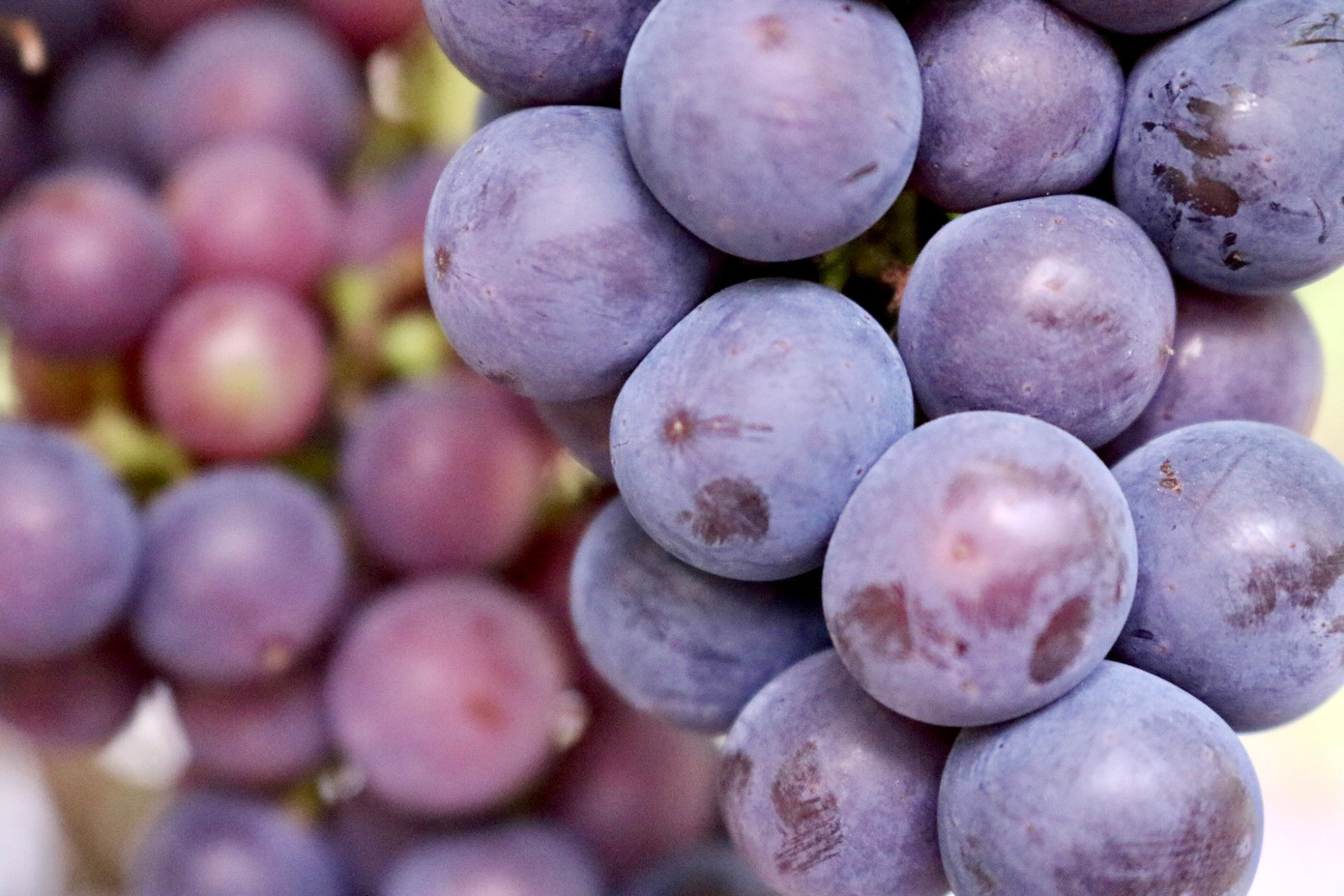 Đây giống nho có độ sinh trưởng khỏe, ngọt và quả tròn, thịt quả dày, nhanh cho thu hoạch. Giống nho hạ đen đem lại hiệu quả kinh tế cao cho các nhà vườn, hiện tại vườn nhà chị Hạnh đang bán với giá khoảng 120.000 - 150.000 đồng/kg. Mỗi năm lợi nhuận thu về từ vườn nho đạt khoảng 400 triệu đồng.