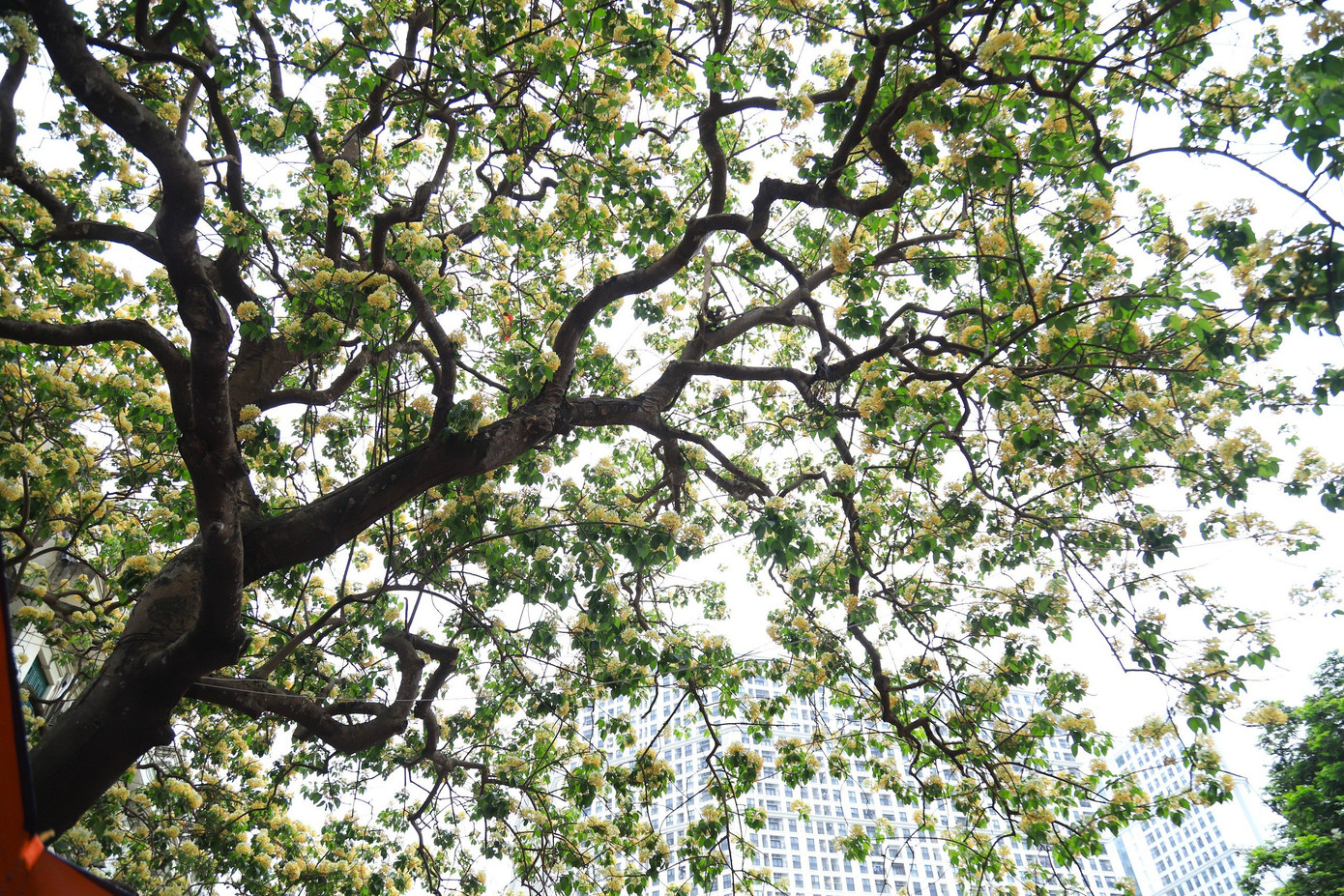 Cây hoa bún là loại cây thân gỗ tán rộng, nở rộ và chỉ sau một tháng sẽ tàn.