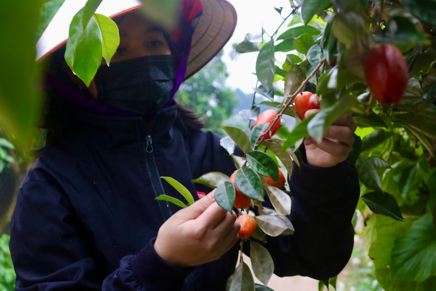 Chị Hồng cho biết người dân tại đây bắt đầu vào đợt thu hoạch nhót từ đầu tháng 2 âm lịch. Chị Hồng cho biết người dân tại đây bắt đầu vào đợt thu hoạch nhót từ đầu tháng 2 âm lịch.