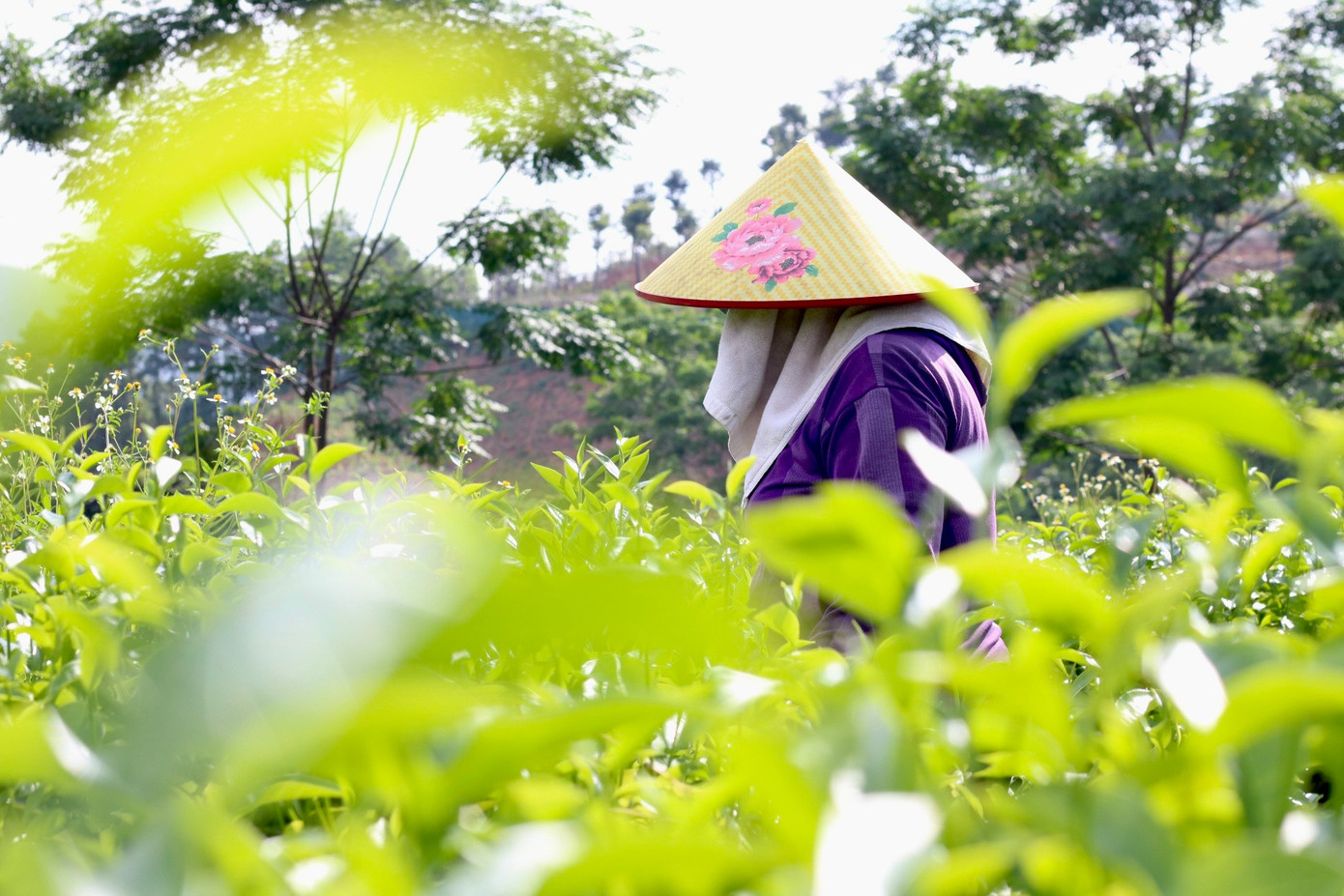 Việc chăm sóc chè khá đơn giản. Người chăm chè sẽ bón phân lân theo thời kỳ một tháng/lần. Bên cạnh đó, việc làm sạch cỏ cũng góp phần quan trọng trong quá trình sinh trưởng của cây.