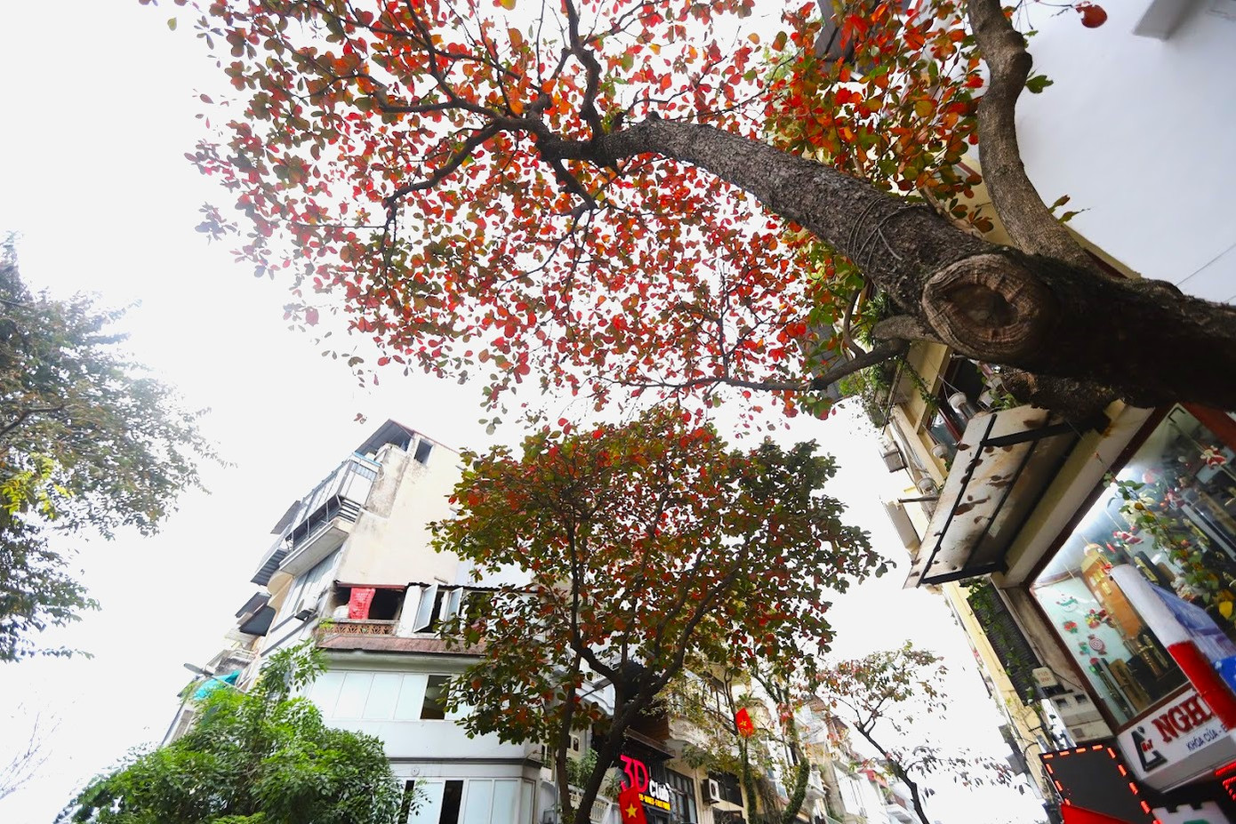 Càng vào đông, sắc đỏ càng thắm lại, rực hơn. Tại phố cổ, bàng được trồng nhiều xem lẫn những loại cây khác như hoa sữa, cây sấu, xà cừ.