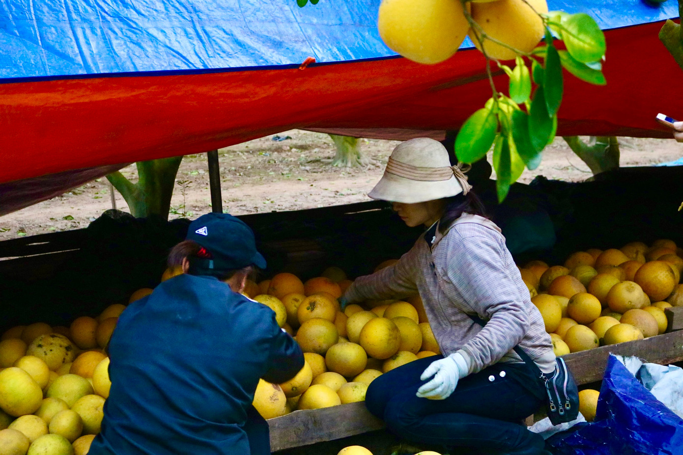 Khách buôn từ nhiều nơi đến vườn để chọn bưởi đem về bán Khách buôn từ nhiều nơi đến vườn để chọn bưởi đem về bán