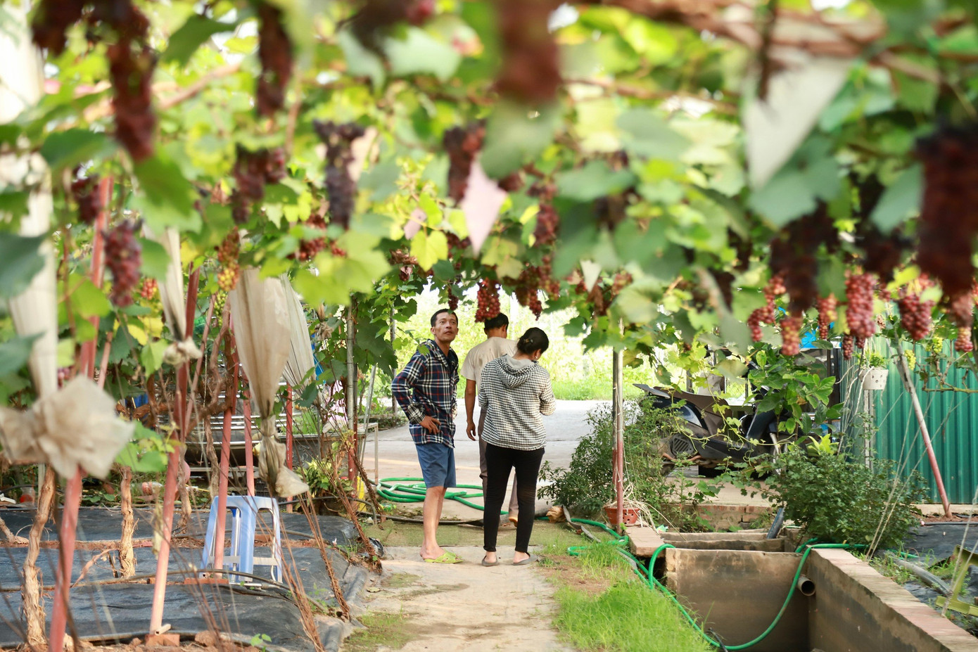 Nhiều người dân tại khu bãi Tổng, xã Đan Phượng, huyện Đan Phượng những năm gần đây đã chuyển đổi mô hình từ trồng hoa, rau màu sang trồng nho đem lại hiệu quả kinh tế cao hơn.