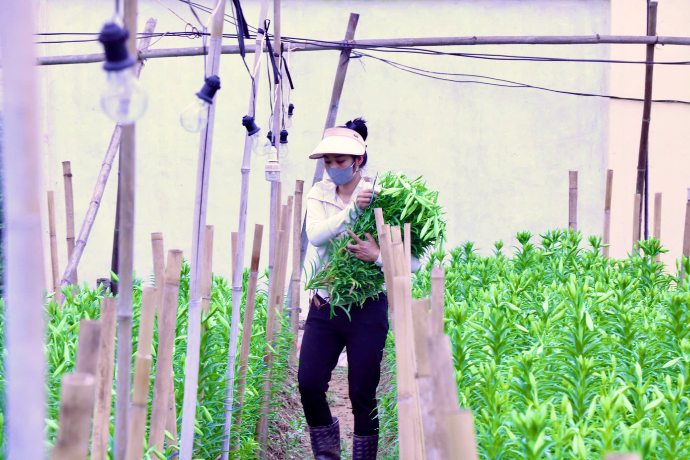 Mặc dù được giá nhưng ông Hoàng cho biết người trồng loa kèn cũng chỉ mong thu hồi được vốn. "Do thời tiết không ủng hộ nên năng suất, chất lượng hoa đều giảm nhiều so với mọi năm, trong khi đó chi phí đầu tư vào rất cao và thời gian trồng hoa kéo dài 6-7 tháng mới cho thu hoạch". Mặc dù được giá nhưng ông Hoàng cho biết người trồng loa kèn cũng chỉ mong thu hồi được vốn. "Do thời tiết không ủng hộ nên năng suất, chất lượng hoa đều giảm nhiều so với mọi năm, trong khi đó chi phí đầu tư vào rất cao và thời gian trồng hoa kéo dài 6-7 tháng mới cho thu hoạch".