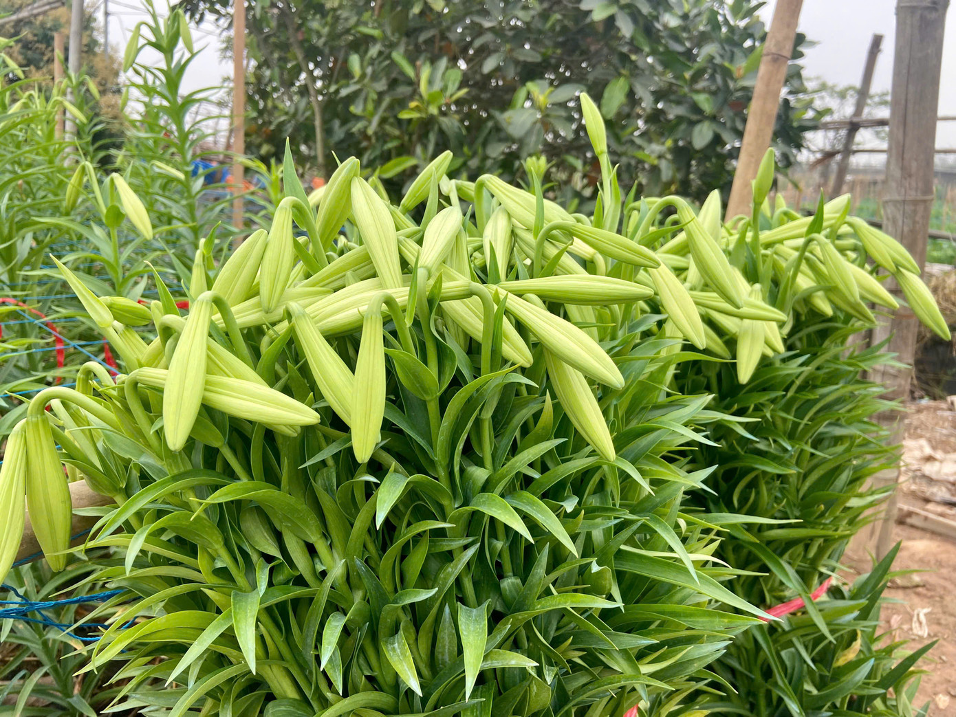 Theo người dân, do cây không phát triển không đồng đều nên phải thu hoạch bằng cách nhặt từng cành. Cùng một luống nhưng có hoa to hoa nhỏ, thỉnh thoảng mới có vài bông già nên việc thu hoạch tốn thời gian hơn. Theo người dân, do cây không phát triển không đồng đều nên phải thu hoạch bằng cách nhặt từng cành. Cùng một luống nhưng có hoa to hoa nhỏ, thỉnh thoảng mới có vài bông già nên việc thu hoạch tốn thời gian hơn.