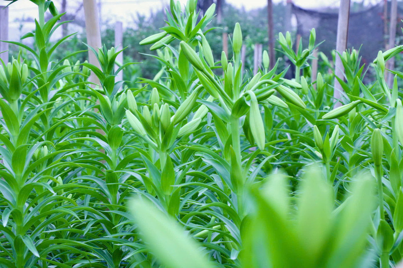 Theo người trồng hoa, không như các loại hoa khác có thể thu hoạch quanh năm, hoa loa kèn mỗi năm chỉ có một vụ ngắn nên người chơi hoa phải rất tranh thủ. Hoa sau khi hái về sẽ chơi được khoảng 2 tuần. Theo người trồng hoa, không như các loại hoa khác có thể thu hoạch quanh năm, hoa loa kèn mỗi năm chỉ có một vụ ngắn nên người chơi hoa phải rất tranh thủ. Hoa sau khi hái về sẽ chơi được khoảng 2 tuần.