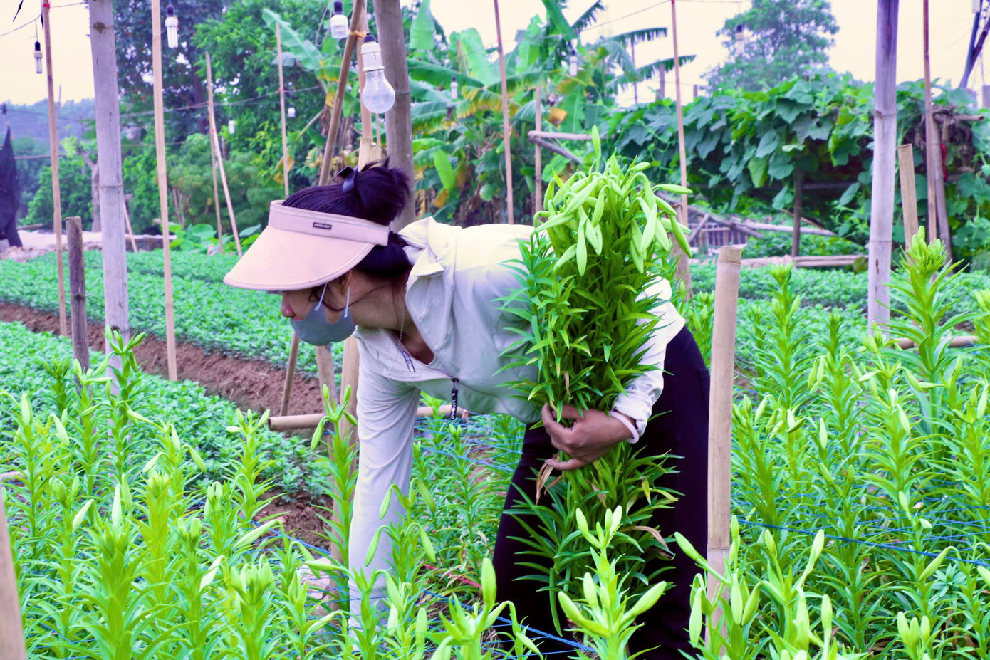 Chị Nguyễn Thị Mai (phố Đăm, Tây Tựu) cho biết, năm nay nhà chị trồng 2 sào hoa loa kèn, chi phí giống ban đầu hết gần 21 triệu đồng/sào chưa tính các chi phí khác. Tuy nhiên, do ảnh hưởng của thời tiết, chỉ khoảng 2/3 số hạt được gieo là phát triển và cho thu hoạch, còn lại đều bị thối hoặc không phát triển. Chị Nguyễn Thị Mai (phố Đăm, Tây Tựu) cho biết, năm nay nhà chị trồng 2 sào hoa loa kèn, chi phí giống ban đầu hết gần 21 triệu đồng/sào chưa tính các chi phí khác. Tuy nhiên, do ảnh hưởng của thời tiết, chỉ khoảng 2/3 số hạt được gieo là phát triển và cho thu hoạch, còn lại đều bị thối hoặc không phát triển.