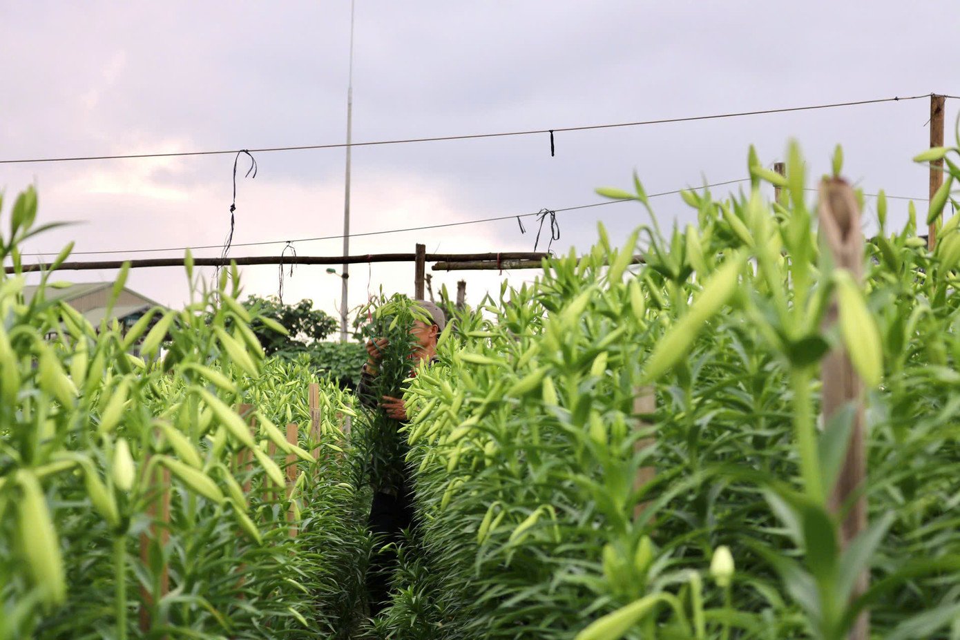 Theo ghi nhận, những ngày gần đây, người trồng hoa ở Tây Tựu và Hạ Mỗ đang bắt đầu bước vào thu hoạch đầu vụ. Theo ghi nhận, những ngày gần đây, người trồng hoa ở Tây Tựu và Hạ Mỗ đang bắt đầu bước vào thu hoạch đầu vụ.