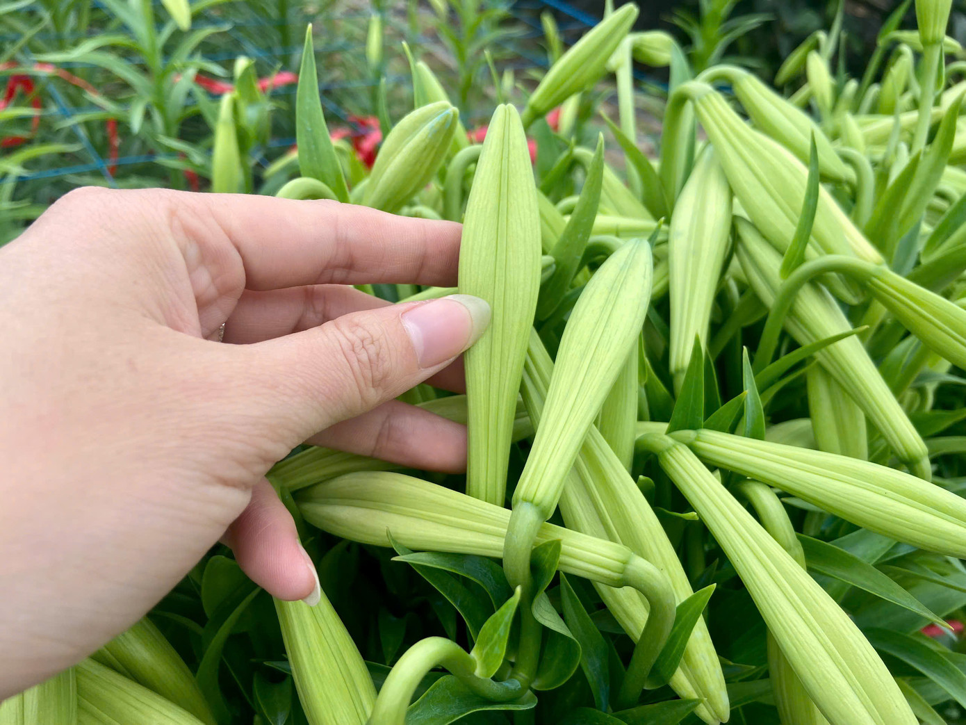 Chị Mai cho biết, hoa loa kèn thu hoạch được phải là những bông có búp nụ to, dài, bắt đầu chuyển trắng. Chị Mai cho biết, hoa loa kèn thu hoạch được phải là những bông có búp nụ to, dài, bắt đầu chuyển trắng.