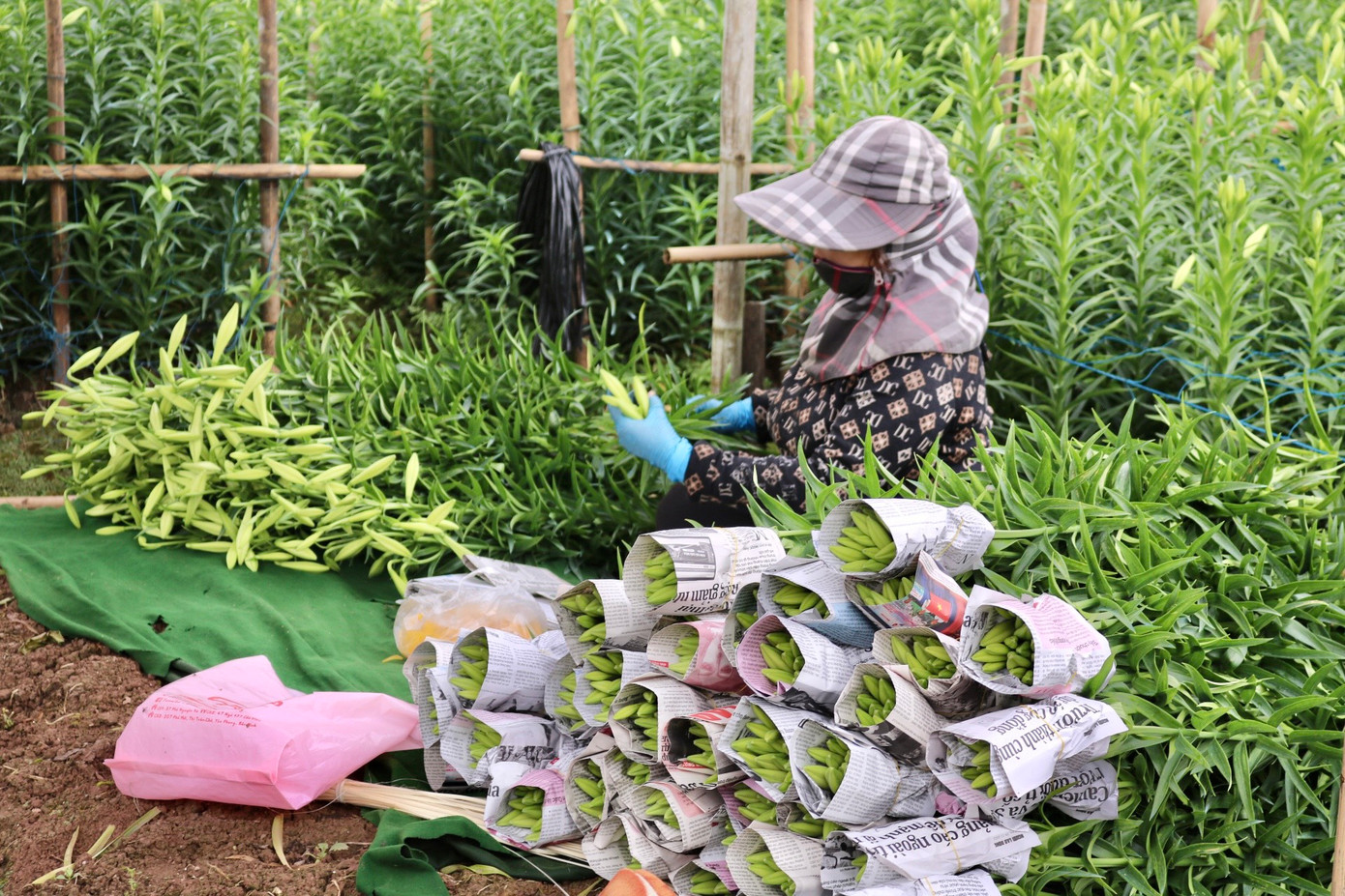 Bà Vũ Thị Nhàn (Tây Tựu) cho biết: "Nhà tôi năm nay trồng được 1 sào hoa loa kèn. Năm nay thời tiết không thuận lợi nên người trồng hoa rất vất vả. Từ hoa hồng, hoa cúc đến hoa loa kèn đều không được mùa. Cây thường bị thối thân rồi chết nên năng suất không cao." Bà Vũ Thị Nhàn (Tây Tựu) cho biết: "Nhà tôi năm nay trồng được 1 sào hoa loa kèn. Năm nay thời tiết không thuận lợi nên người trồng hoa rất vất vả. Từ hoa hồng, hoa cúc đến hoa loa kèn đều không được mùa. Cây thường bị thối thân rồi chết nên năng suất không cao."