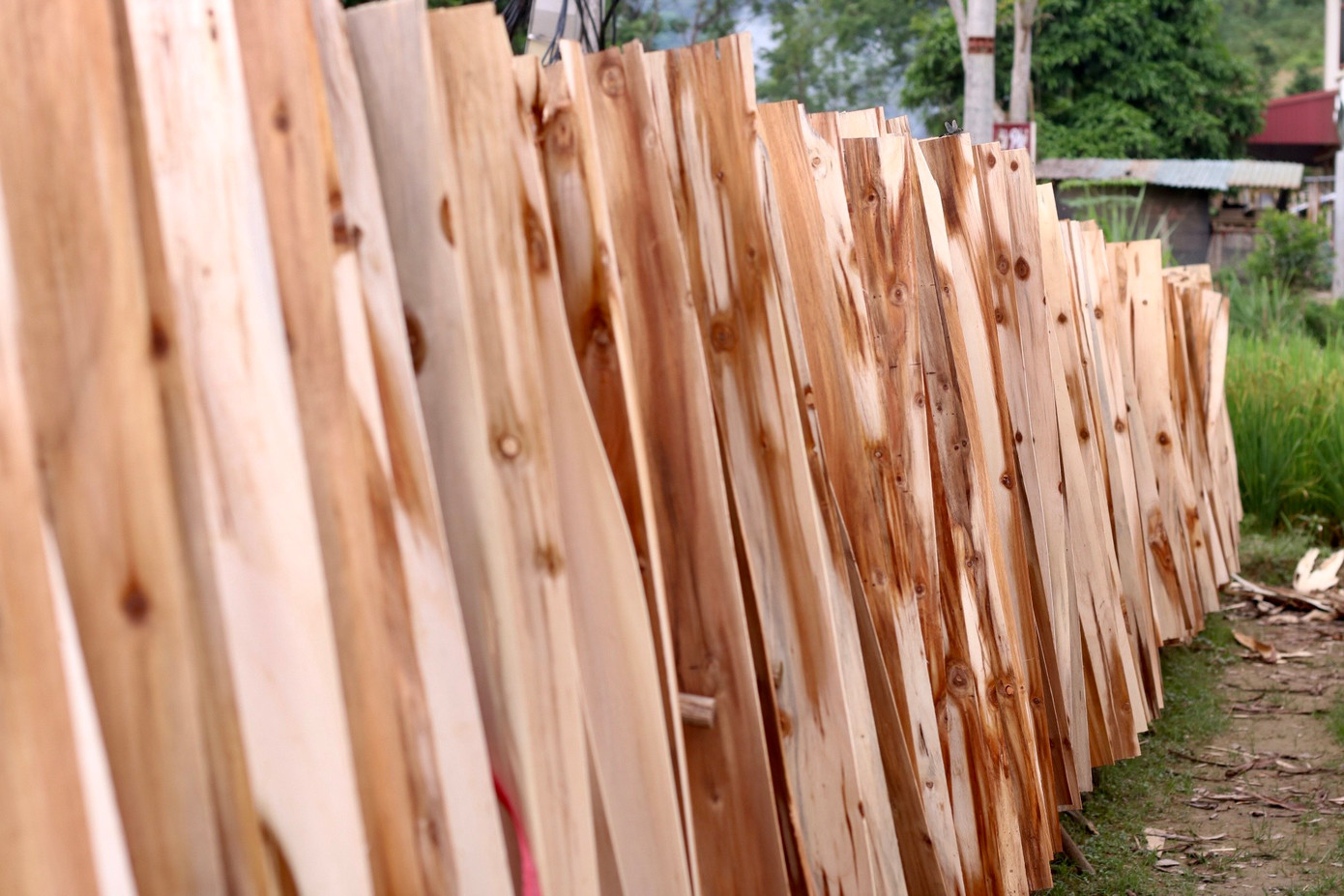 Gỗ sản xuất tại xưởng có khoảng một nửa là anh Thìn mua đồi rồi cho người cắt, còn lại là mua từ người dân địa phương. Để sản xuất ván ép thường dùng đến 2 loại gỗ là gỗ keo và gỗ mỡ. Trong 100 khối thì có khoảng 70 khối gỗ keo và 30 khối gỗ cây mỡ. Gỗ mỡ là loại gỗ không để được lâu nên nếu có nhập về xưởng thì xưởng sẽ tập trung làm xong gỗ mỡ trước rồi mới làm đến gỗ keo. Gỗ sản xuất tại xưởng có khoảng một nửa là anh Thìn mua đồi rồi cho người cắt, còn lại là mua từ người dân địa phương. Để sản xuất ván ép thường dùng đến 2 loại gỗ là gỗ keo và gỗ mỡ. Trong 100 khối thì có khoảng 70 khối gỗ keo và 30 khối gỗ cây mỡ. Gỗ mỡ là loại gỗ không để được lâu nên nếu có nhập về xưởng thì xưởng sẽ tập trung làm xong gỗ mỡ trước rồi mới làm đến gỗ keo.