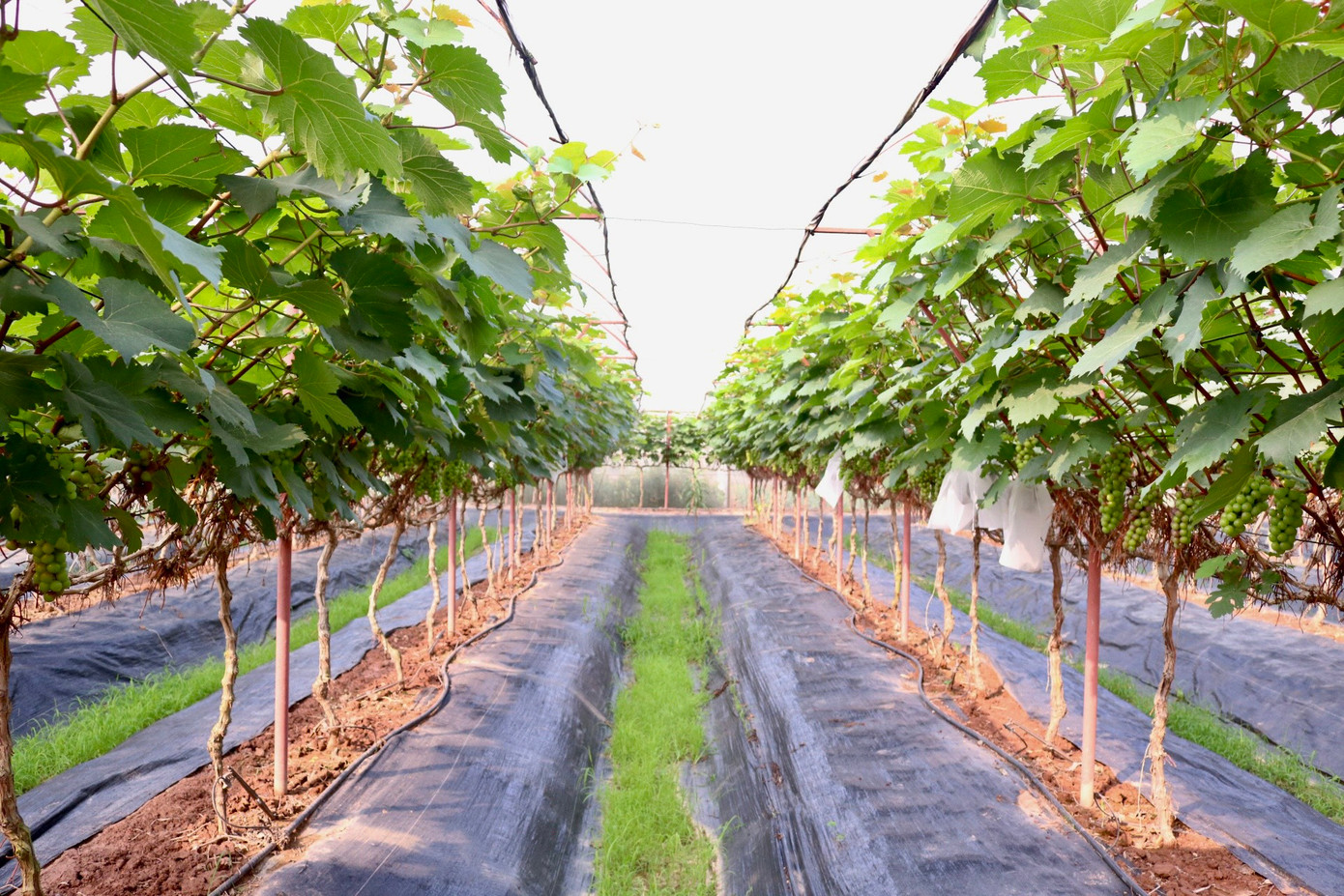 Với diện tích trồng nho lên đến 5000 m2, hiện tại vườn nhà chị Hạnh có khoảng 1.500 gốc nho, chủ yếu là nho hạ đen được lấy giống từ Đại học Nông Lâm Bắc Giang, bên cạnh đó cũng có một số ít là nho móng tay, nho sữa được gia đình trồng thí điểm với số lượng ít.