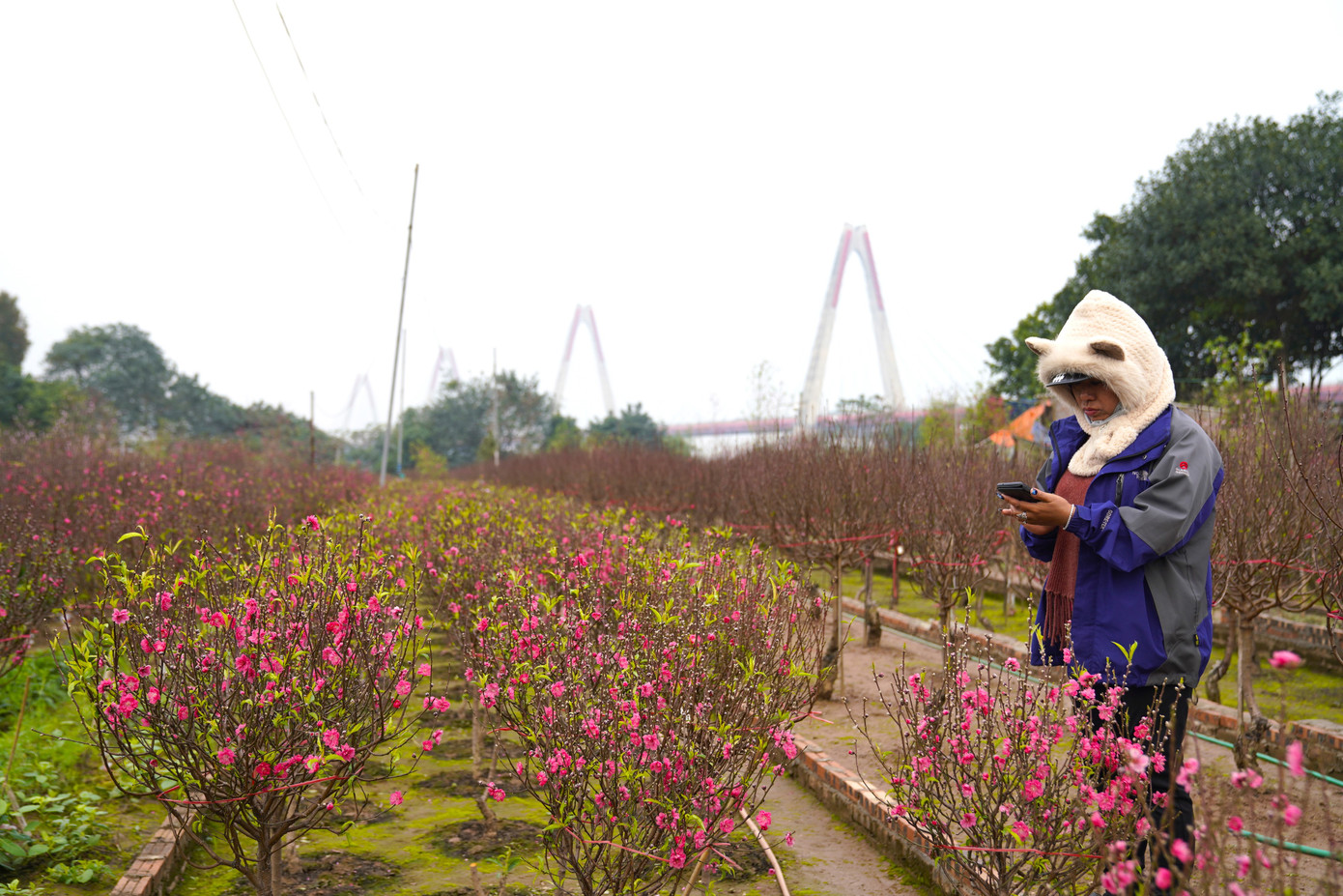 Nhiều khách thay vì chọn mua đào được bày bán ở các vỉa hè đã tìm đến tận vườn để có thể lựa chọn những cây ưng ý nhất.