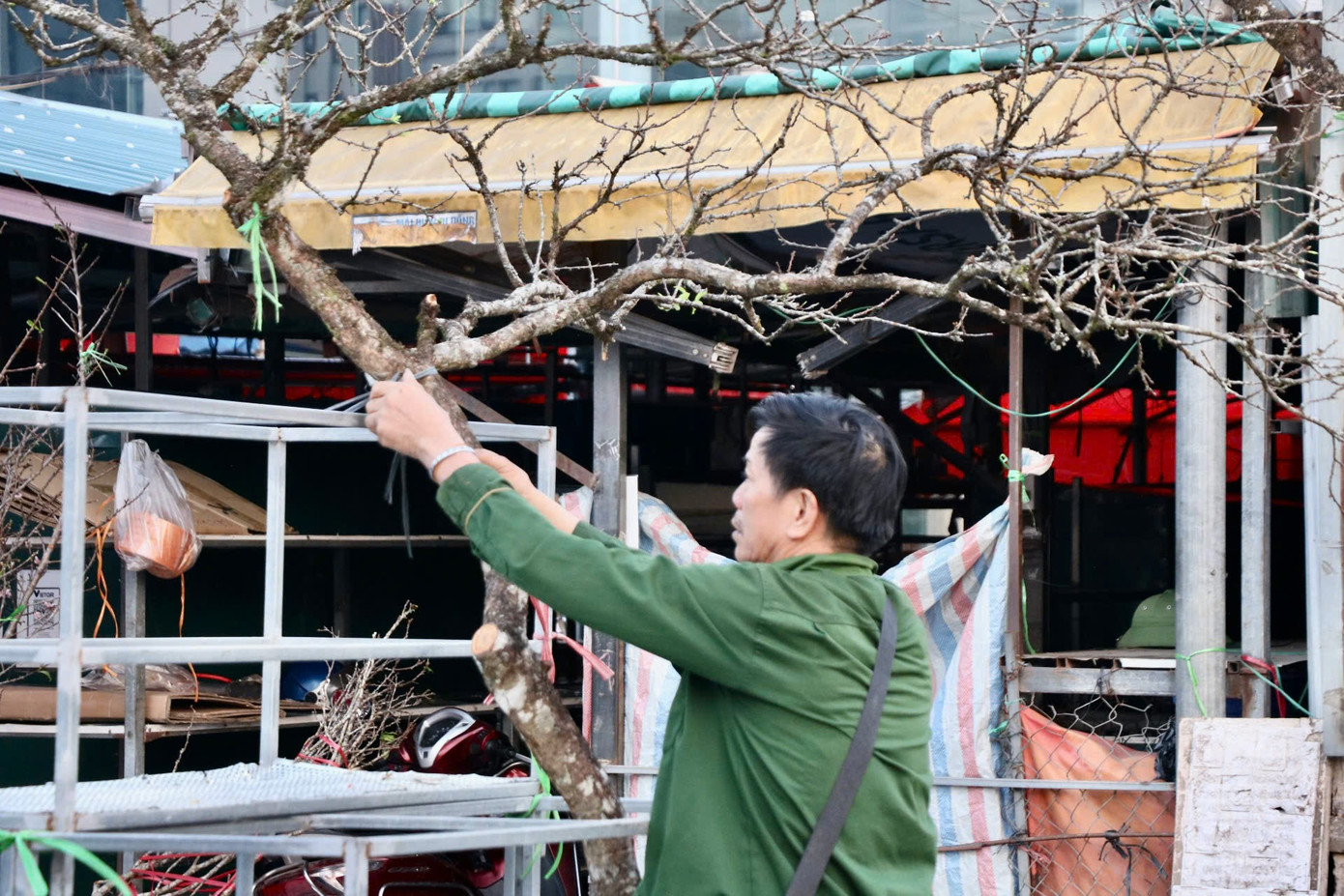 Bên cạnh cành mận thì những cành đào Tây Bắc cũng bắt đầu "xuống phố" sớm. Bên cạnh cành mận thì những cành đào Tây Bắc cũng bắt đầu "xuống phố" sớm.