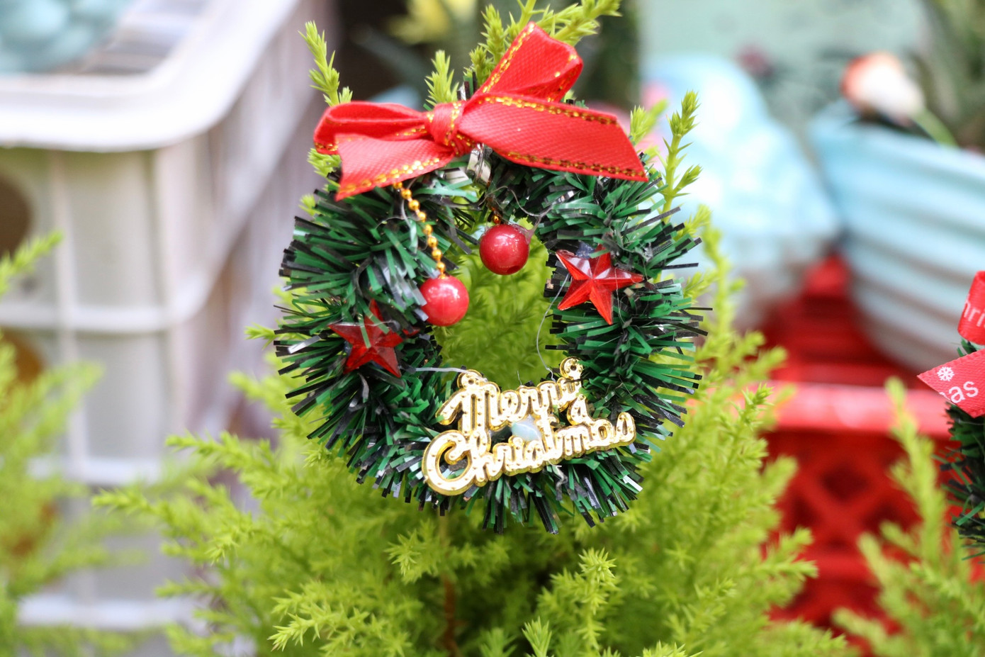 Anh Hùng - một tiểu thương bán cây cảnh ở đường Hoàng Hoa Thám - cho biết, những ngày gần đây, số lượng khách đến mua thông tươi mini và tùng tươi tại cửa hàng tăng khoảng 20% so với tuần trước. Tính cả bán trực tiếp và trực tuyến, mỗi ngày cửa hàng anh Hùng bán được khoảng 40 cây thông và tùng các loại.