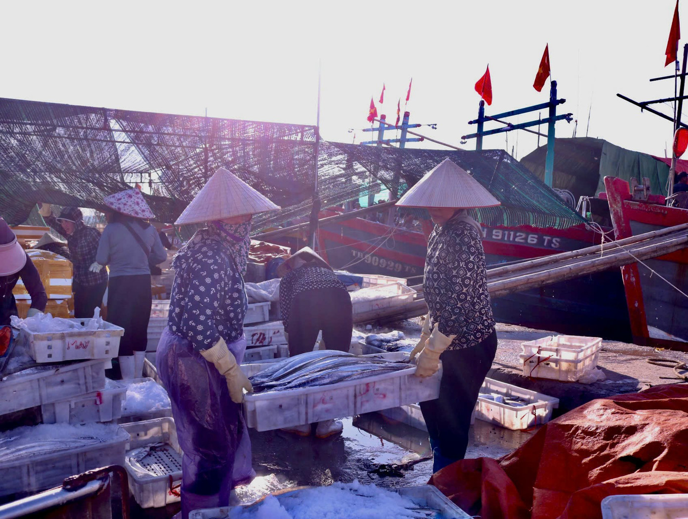 Nhiều xe hàng đông lạnh đến chờ sẵn từ sáng sớm để chờ thuyền cập bến.