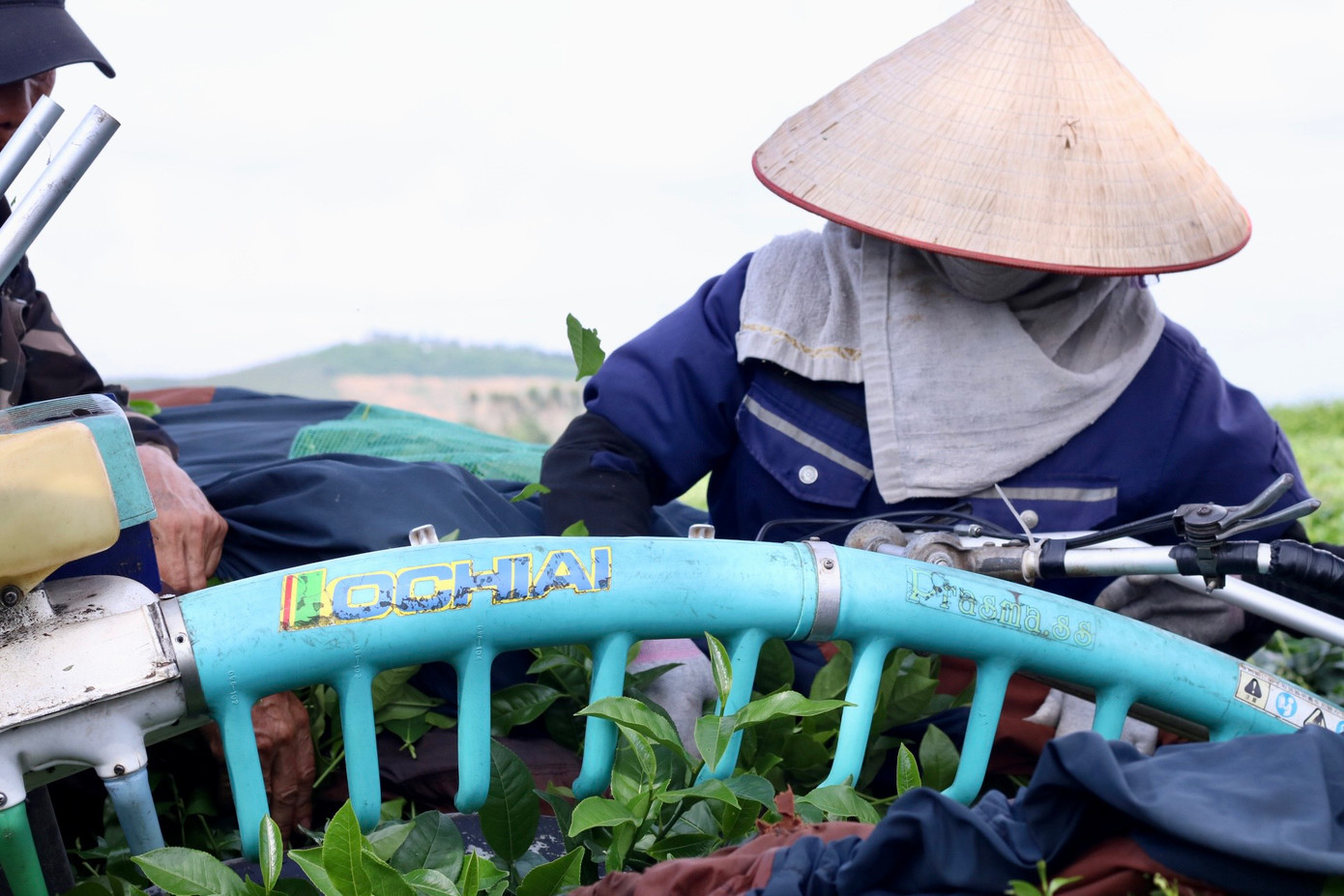 Đến giai đoạn thu hoạch, người thầu vườn sẽ thuê nhân viên về để cắt. Hiện nay, các đồi chè ở khu vực này đều được thu hoạch bằng máy.