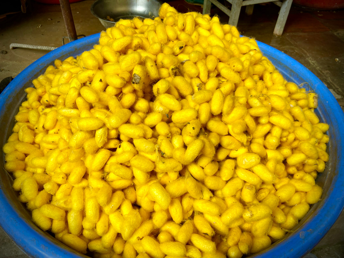 Loại kén lai được anh Lộc nhập ở nơi khác về làm tơ. Những kén nhộng vàng ươm được chọn lựa kỹ càng để chờ chế biến. Trước đây người dân Vọng Nguyệt chủ yếu nuôi giống tằm ta cho tơ vàng, một số hộ còn nuôi thêm giống tằm cho tơ trắng với năng suất cao hơn. Tuy nhiên hiện tại các nhà làm tơ nhập về loại tằm lai, màu vàng, có kén to hơn so với giống cũ.