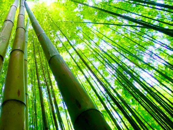 Rừng trúc không chỉ tạo nên cảnh đẹp riêng biệt cho Phiêng Phàng mà đây còn là nơi bà con người Dao Quế Lâm khai thác các dịch vụ du lịch kết hợp với lấy trúc thương phẩm, góp phần vào thúc đẩy sự phát triển kinh tế của người dân địa phương.