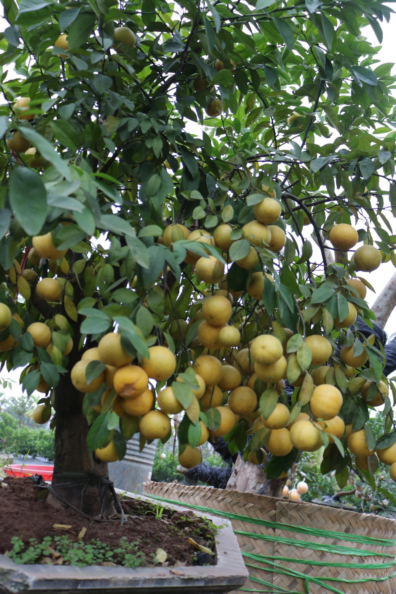 Chanh năm nay bán rất chạy, đến thời điểm hiện tại hầu hết chanh cảnh đã được bán hết, nhà vườn chỉ còn lại một vài cây. Cây nào cũng sai trĩu quả.