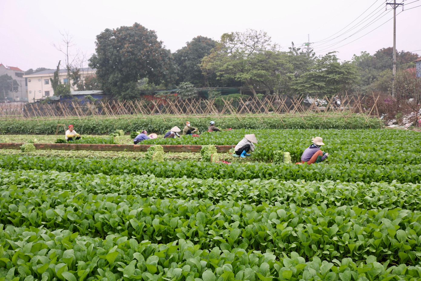Trên cánh đồng trồng rau củ tại xã Tiền Phong (huyện Mê Linh) những ngày gần đây đang vào vụ thu hoạch. Trên cánh đồng trồng rau củ tại xã Tiền Phong (huyện Mê Linh) những ngày gần đây đang vào vụ thu hoạch.