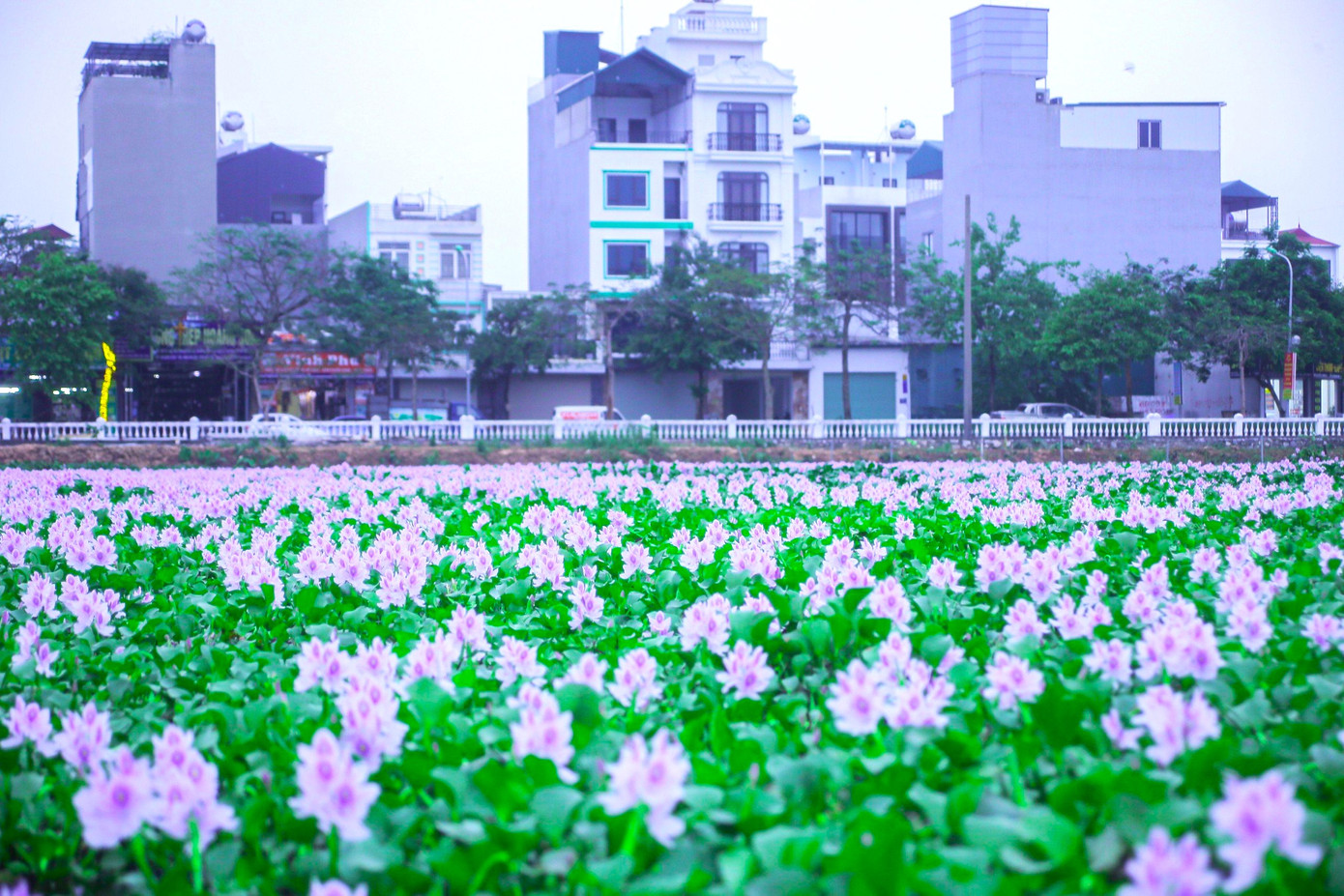 Như một chiếc chăn bồng bềnh, cánh đồng hoa bèo tây đang được giới trẻ săn đón. Như một chiếc chăn bồng bềnh, cánh đồng hoa bèo tây đang được giới trẻ săn đón.