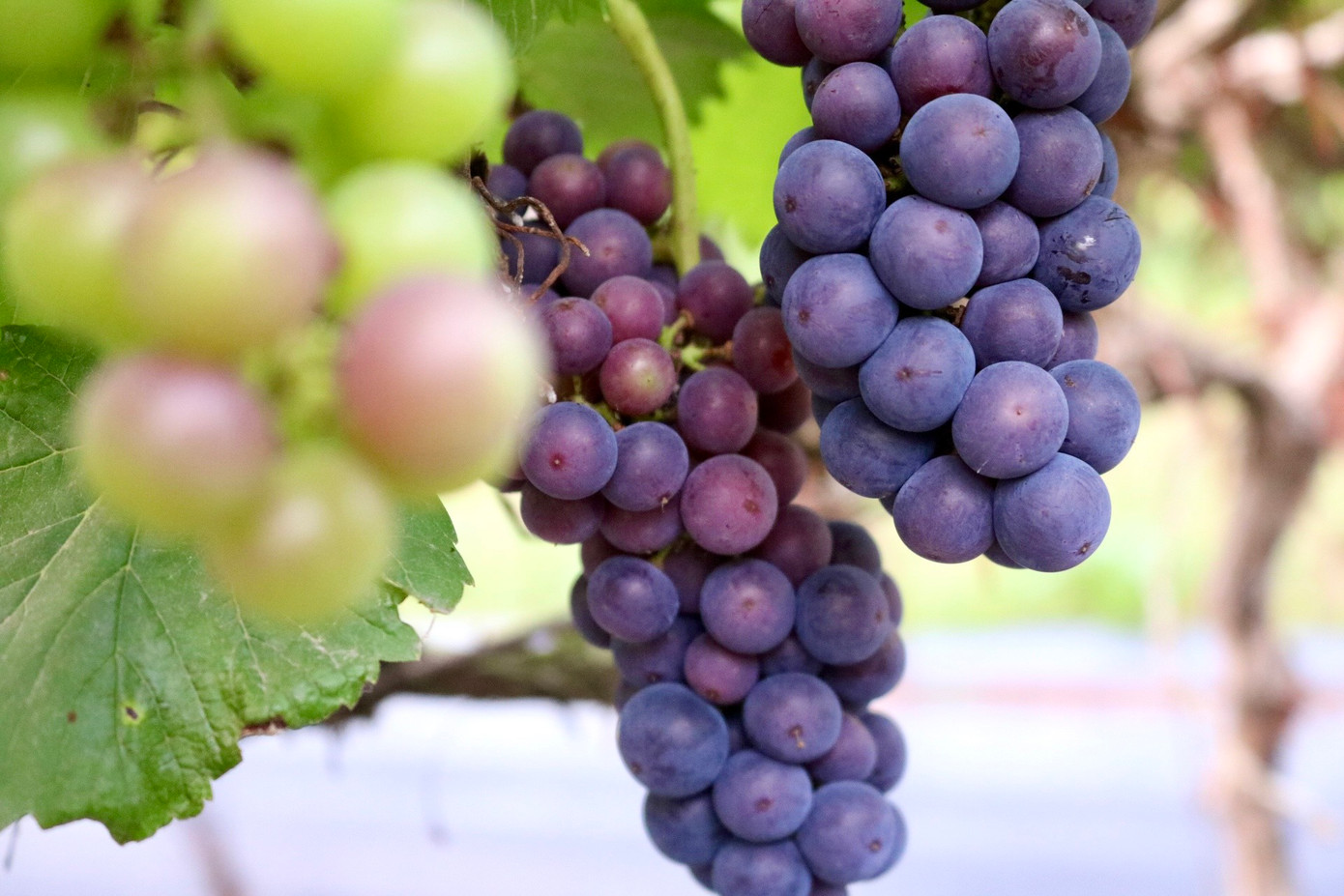 Đây giống nho có độ sinh trưởng khỏe, ngọt và quả tròn, thịt quả dày, nhanh cho thu hoạch. Giống nho hạ đen đem lại hiệu quả kinh tế cao cho các nhà vườn, hiện tại vườn nhà chị Hạnh đang bán với giá khoảng 120.000 - 150.000 đồng/kg. Mỗi năm lợi nhuận thu về từ vườn nho đạt khoảng 400 triệu đồng.