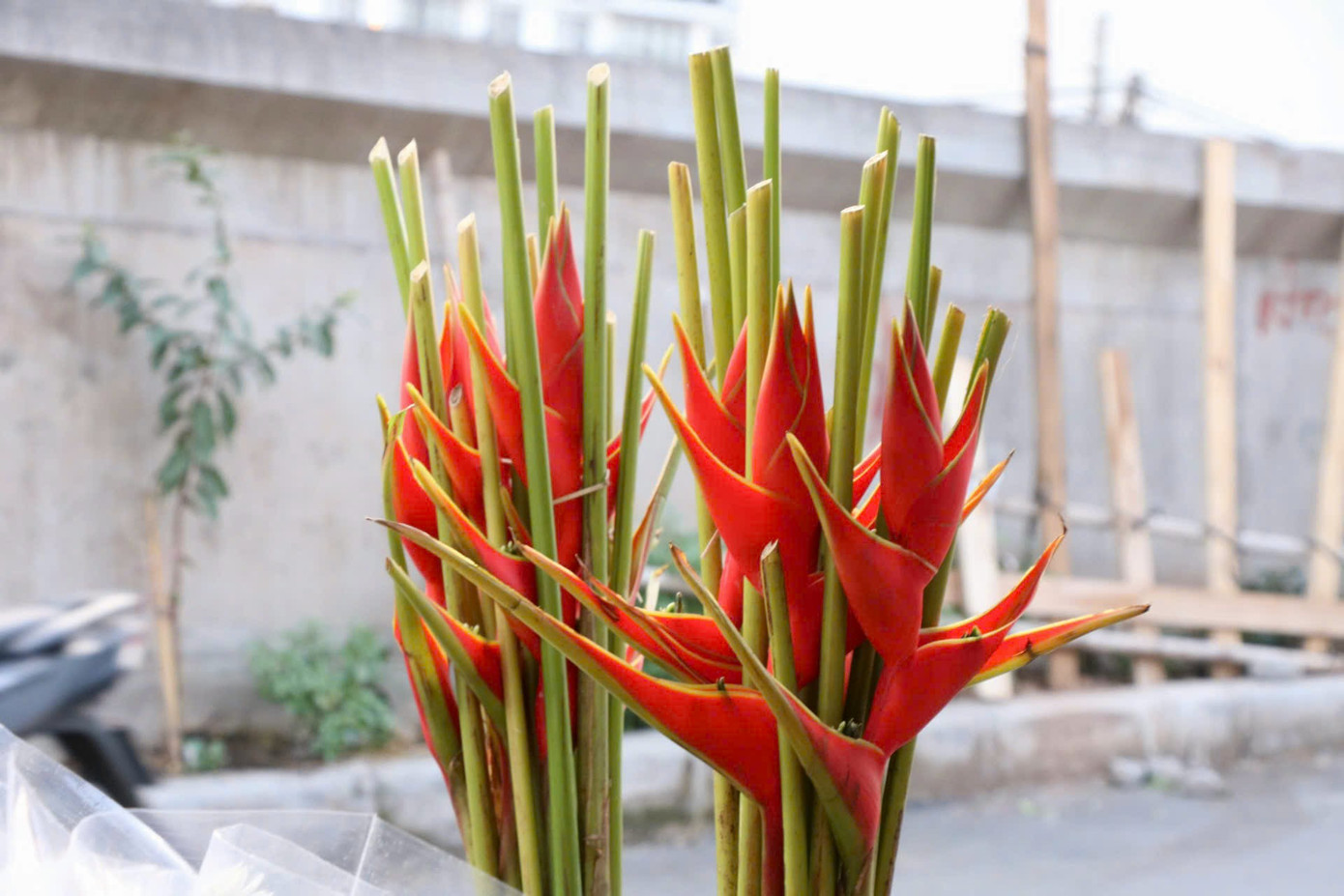 "Hoa chuối đợt này có 2 loại, hoa chuối rừng thường gặp có bắp giống hoa chuối thông thường nhưng màu sắc tươi tắn và bông đẹp hơn, loại thứ hai là hoa chuối mỏ phượng với những bông hoa nhỏ mọc thành chùm đỏ rực, đầu hơi vàng và có hình giống mỏ phượng", ông Hùng cho biết.