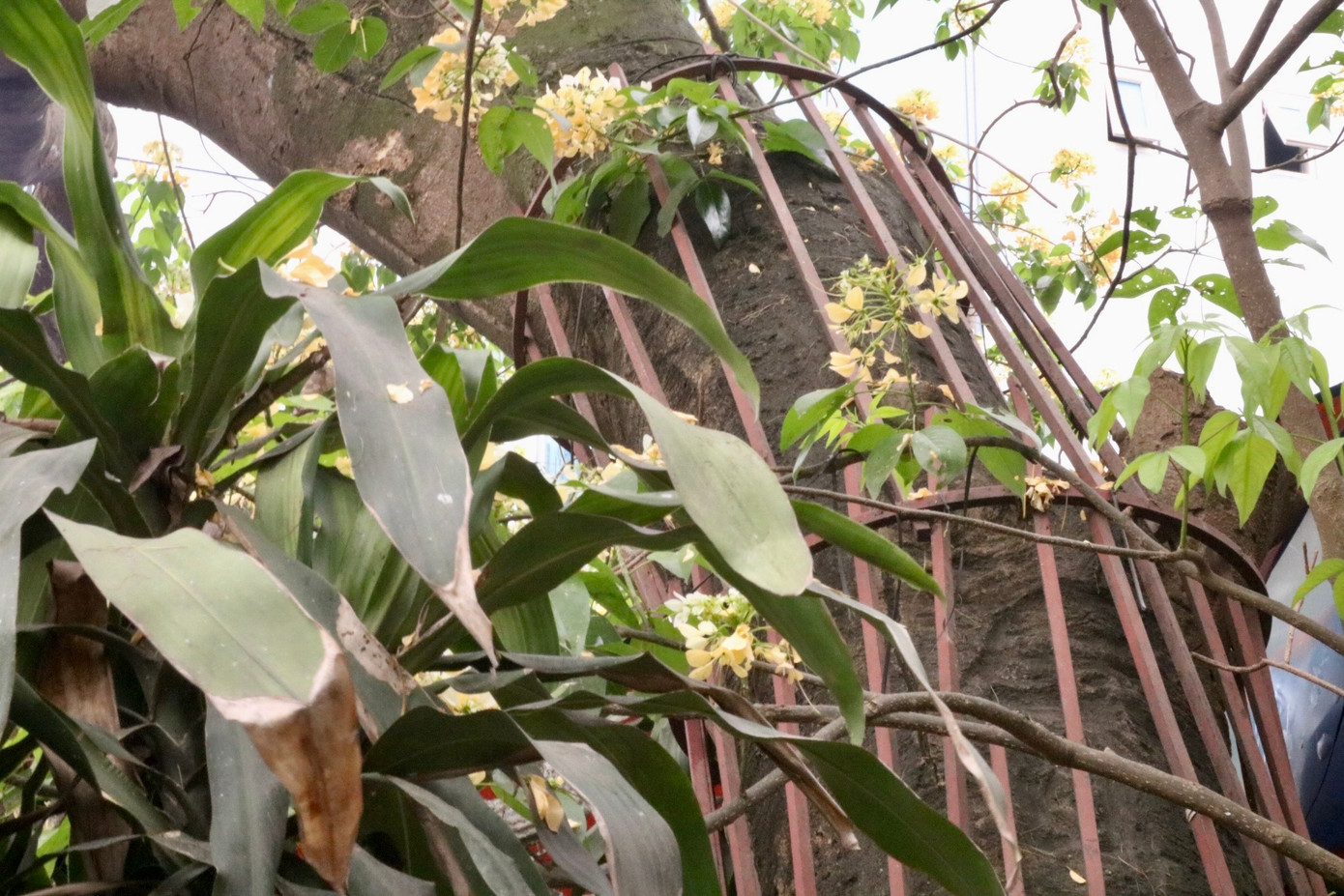 Cây hoa bún cũng được các cụ cao niên trong làng coi như "báu vật", khung sắt được lắp quanh thân cây hoa bún để bảo vệ cây khỏi bị chặt phá, đào trộm.