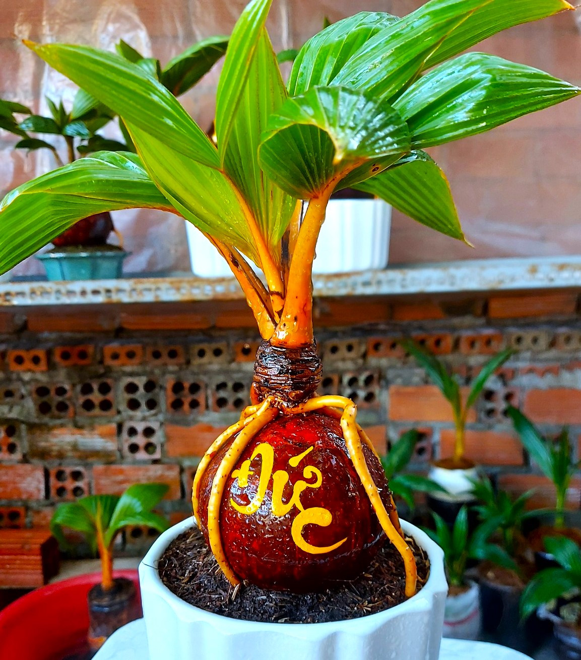 Cây dừa bonsai có mầm chồi chắc khỏe, gốc to, bộ lá nhỏ với tán tròn, rễ chắc khỏe. Cây dừa bonsai có mầm chồi chắc khỏe, gốc to, bộ lá nhỏ với tán tròn, rễ chắc khỏe.