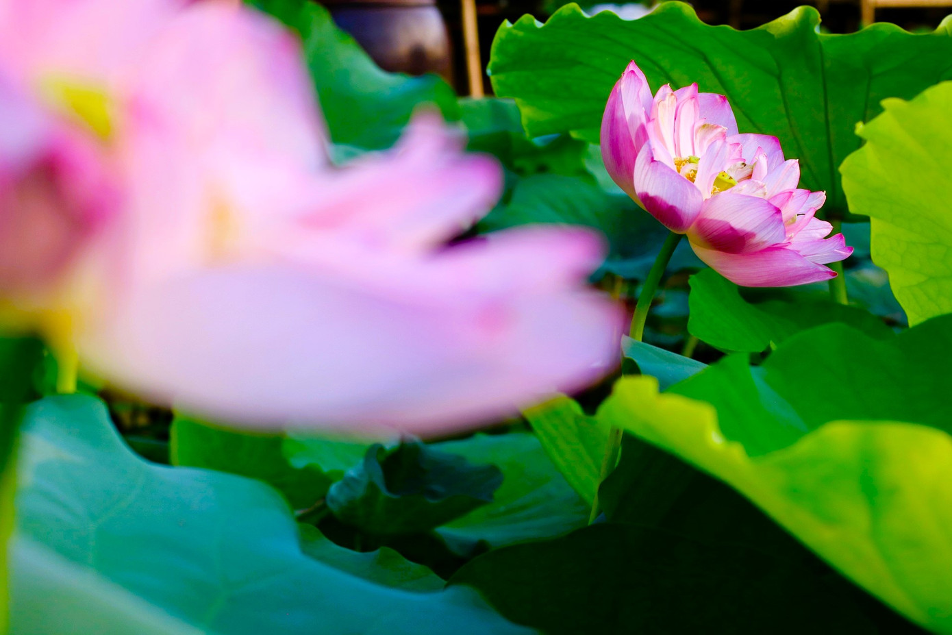 Những bông sen nở sớm bung xòe cánh khoe sắc, khoe hương giữa đầm sen khiến không gian đầm có điểm nhấn hơn, hấp dẫn hơn. Anh Đỗ Xuân Phúc - chủ đầm sen Hà Tuyến chia sẻ: "Gia đình tôi làm sen ở đây đã được gần 20 năm. Trước đây gia đình tôi trồng chủ yếu là sen hồng nhưng tầm 2 năm trở lại đây chúng tôi chuyển qua trồng sen trắng. Chúng tôi đầu tư vào đầm sen rất nhiều nên với mỗi lượt khách vào check in chúng tôi sẽ thu phí 50.000 đồng/người".