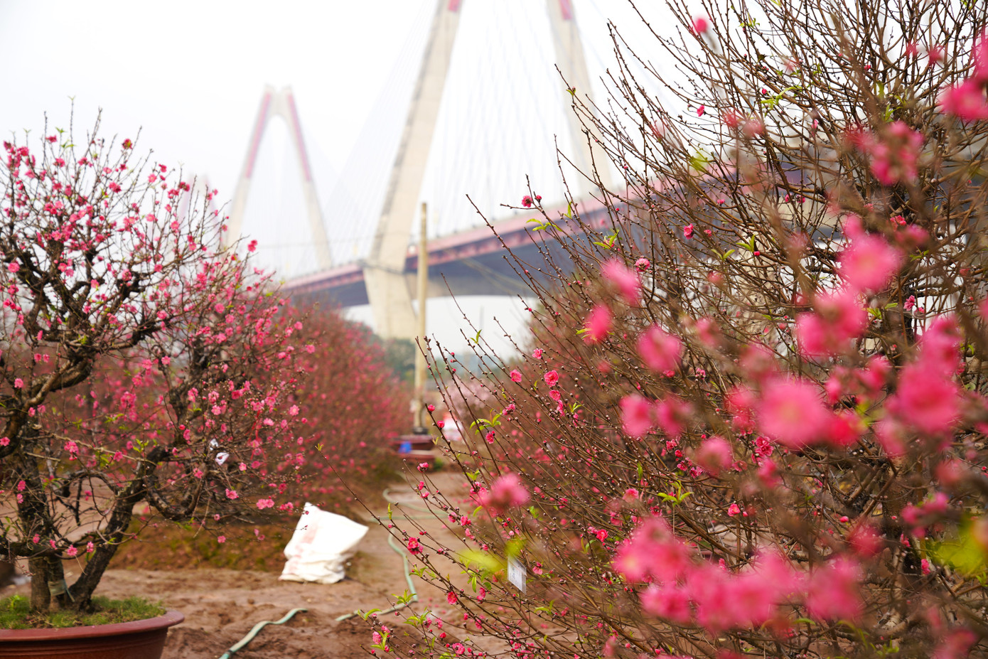 Các nhà vườn cho biết sau ngày 15 tháng Chạp, hoạt động mua bán nhộn nhịp hơn, đào cũng không còn nhiều để bán vì đa phần đều có khách quen hoặc thương lái đặt trước.