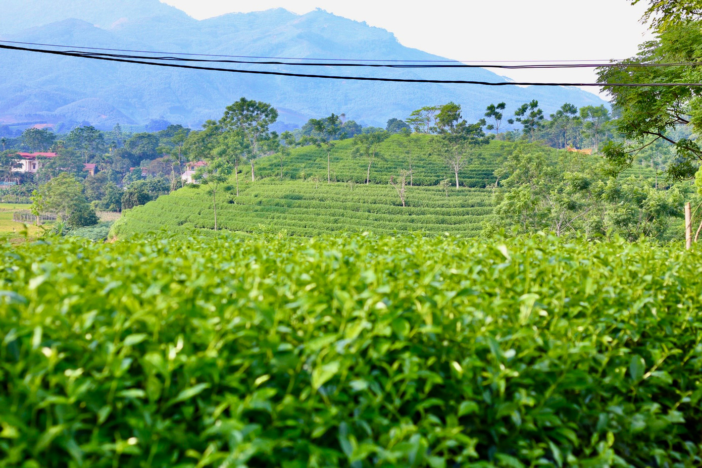 Đồi chè “vạn người mê” nằm dọc theo tuyến Quốc lộ 37 Tuyên Quang đi Yên Bái thuộc địa phận phường Mỹ Lâm (TP Tuyên Quang) và xã Mỹ Bằng (Yên Sơn). Mỹ Bằng có địa hình đồi bát úp, thuận lợi cho cây chè phát triển. Chính sự ưu ái của thiên nhiên và khí hậu nên những đồi chè nơi đây lúc nào cũng xanh mướt.