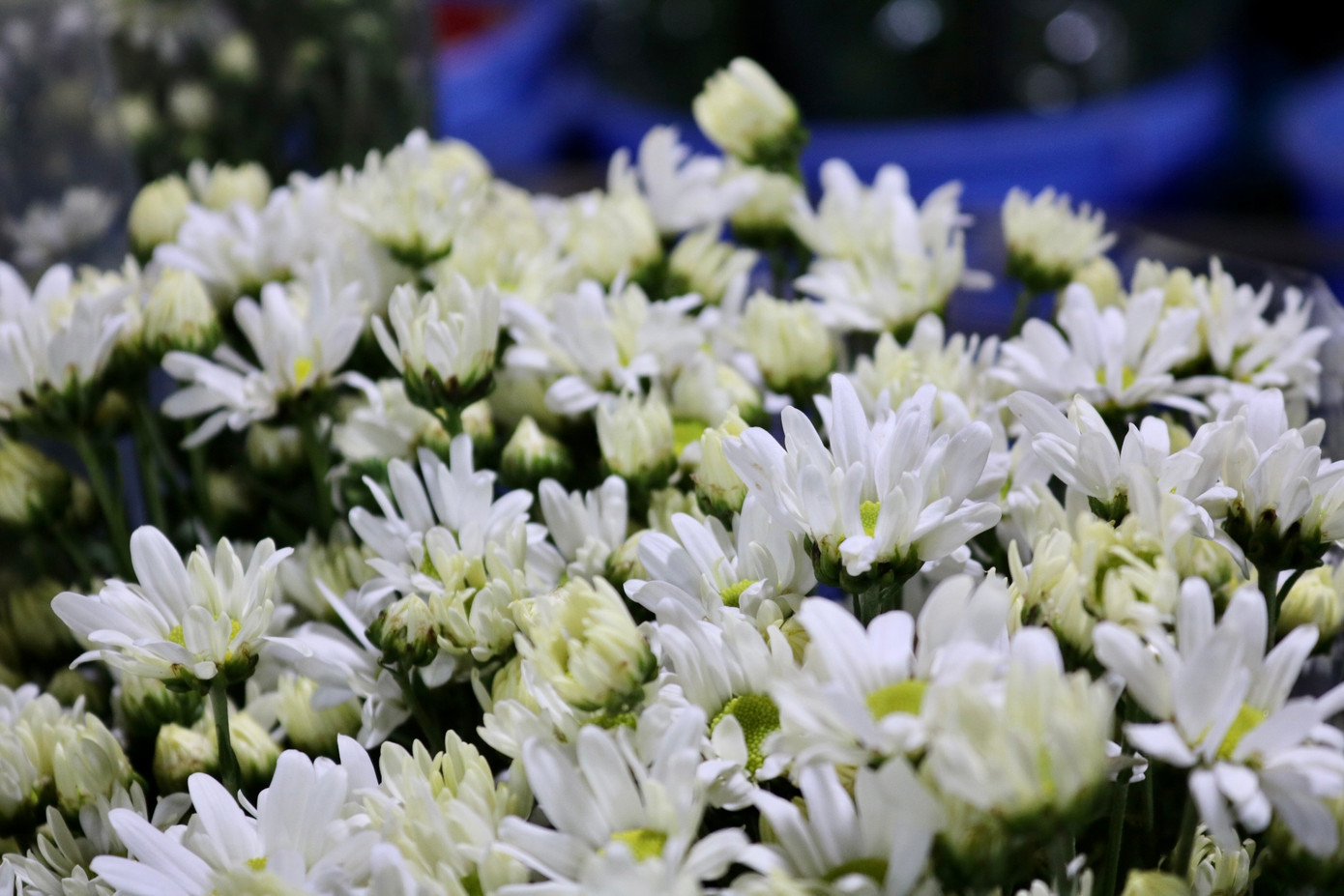 Cúc họa mi đầu mùa có ưu điểm cánh to và nhụy vàng hơn so với vào chính vụ.