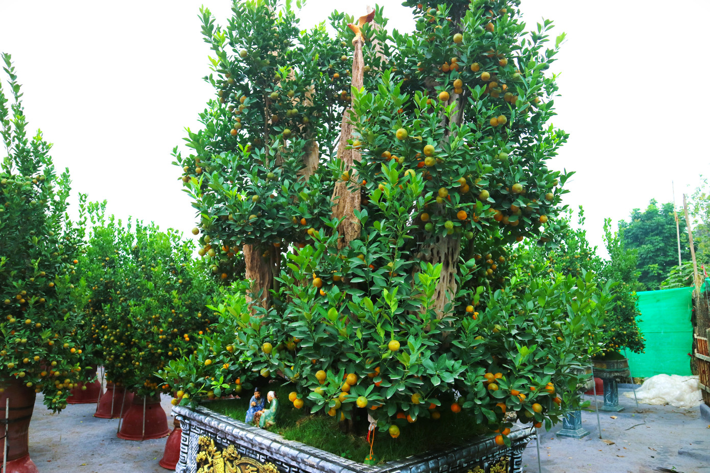 Năm nay, ngoài những chum, chậu quất có tuổi đời hơn 1 năm thì tại vườn nhà ông Tuấn cũng có thêm những gốc quất đẹp hàng chục năm. Ông Tuấn chia sẻ: "Năm nay, gia đình tôi đầu tư thêm các chậu quất ghép gỗ. Chăm sóc và tạo thế cho loại "quất gỗ" này thì khó hơn các chậu quất cảnh nhỏ. Vì vậy nhà vườn tôi cũng đặt nhiều kỳ vọng vào mặt hàng này".